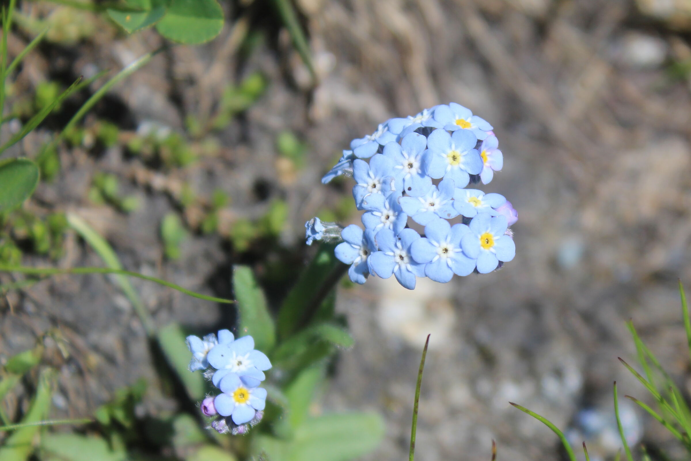 Fiori al colle dell'Agnello