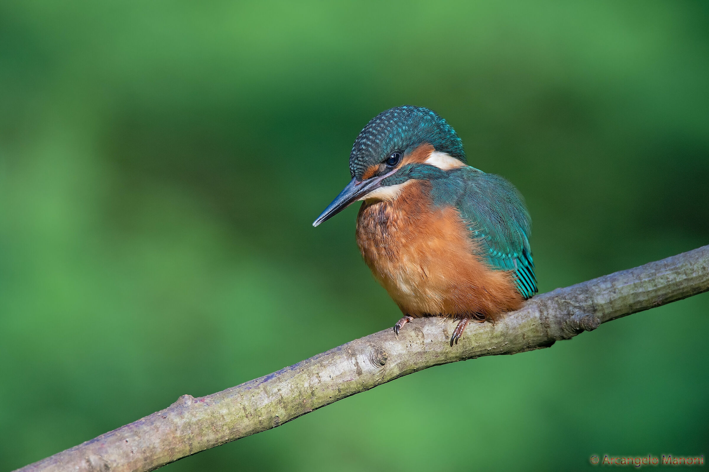 The thoughtful little martini (can't fish yet)