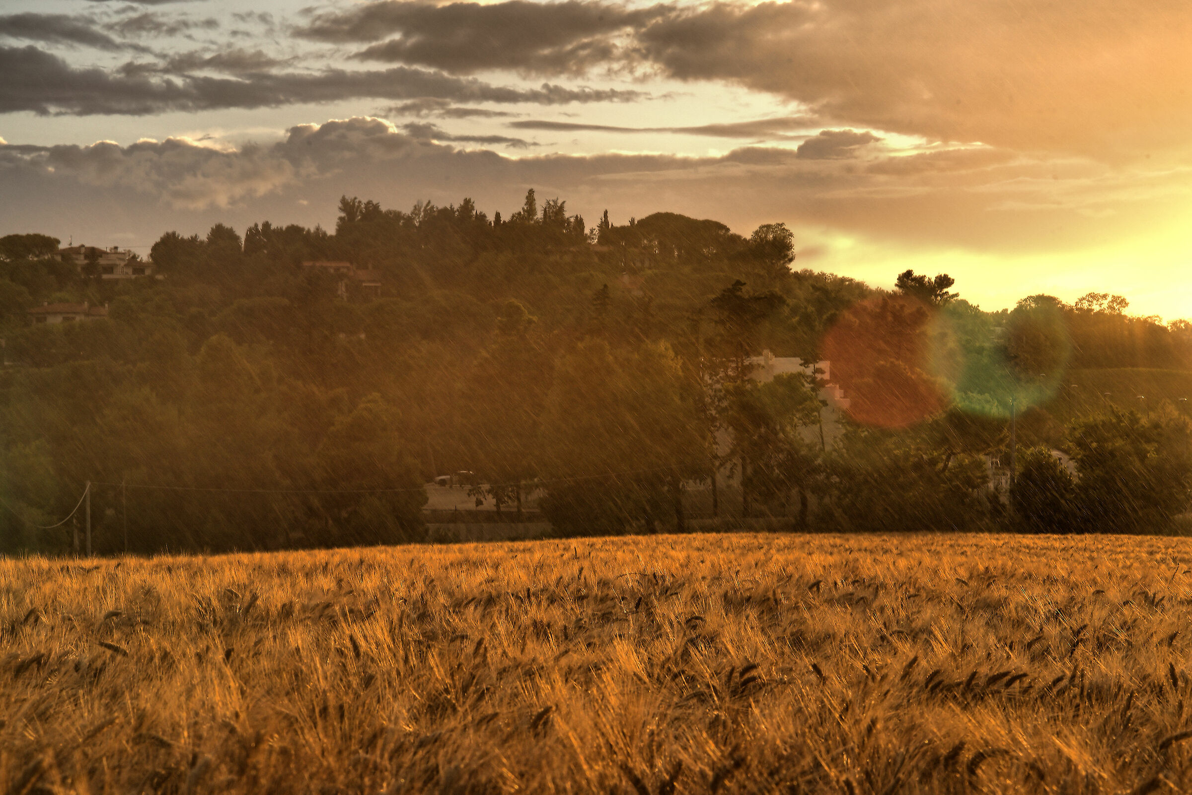Wheat field between sun and rain