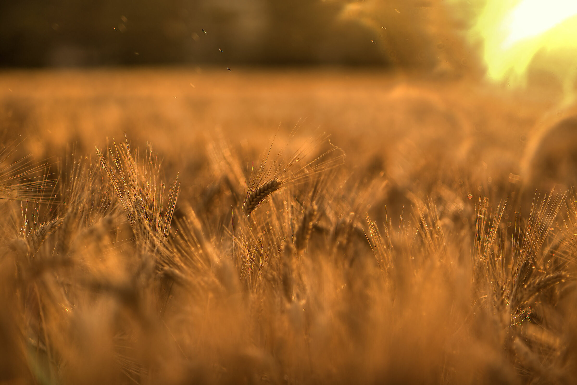 Wheat field