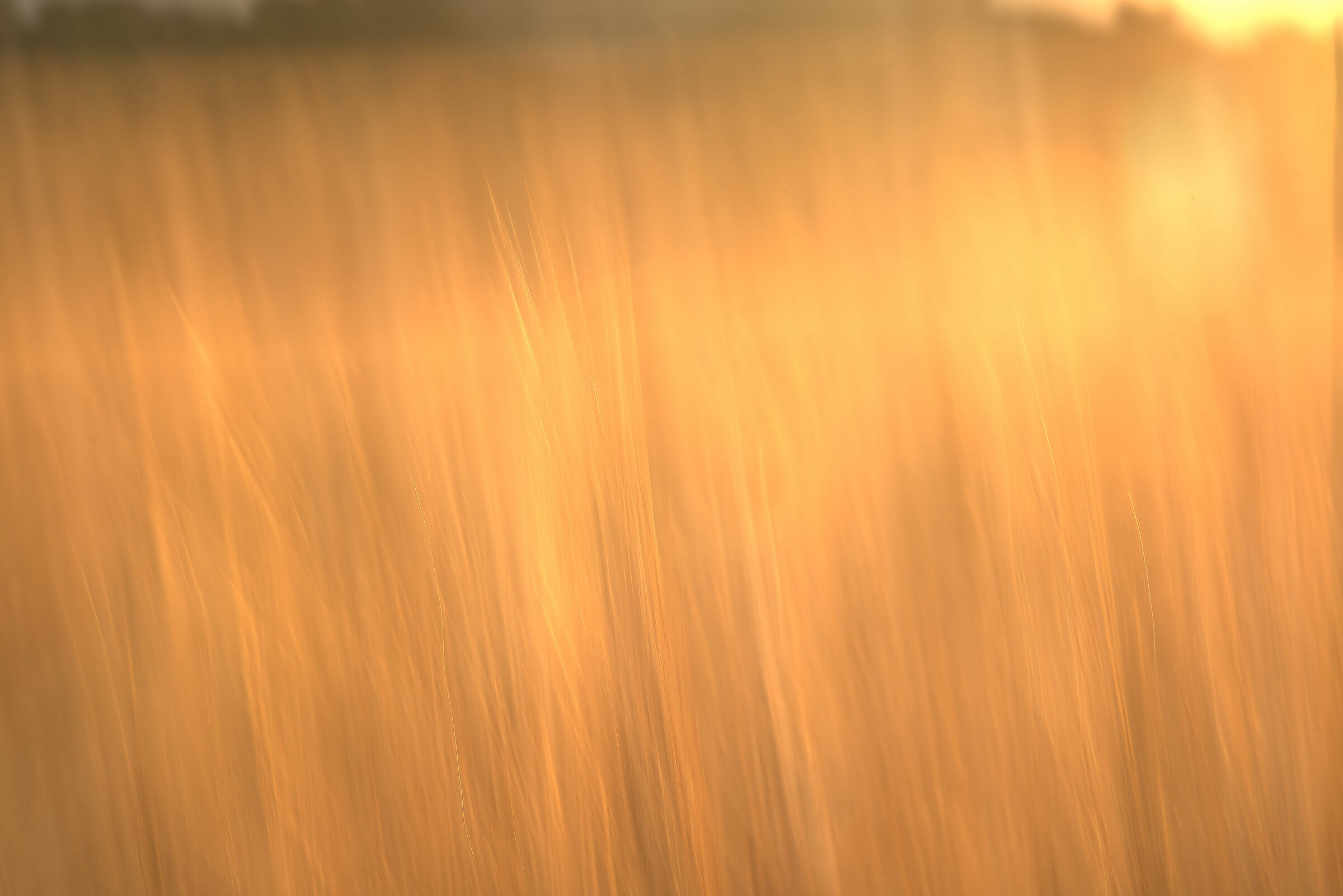 Wheat field