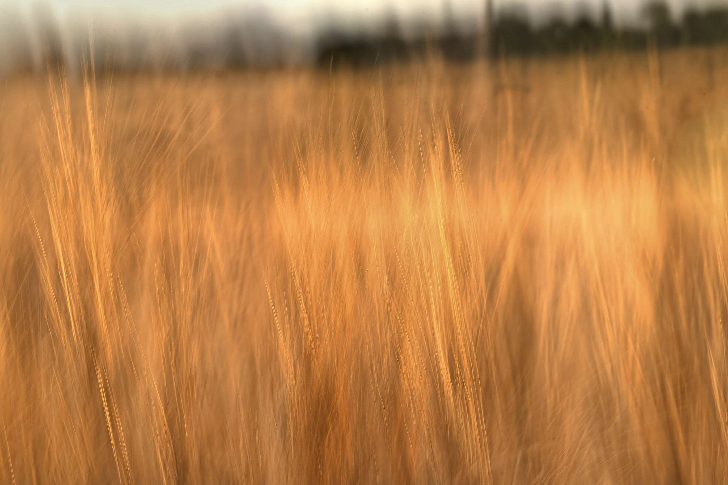 Wheat field