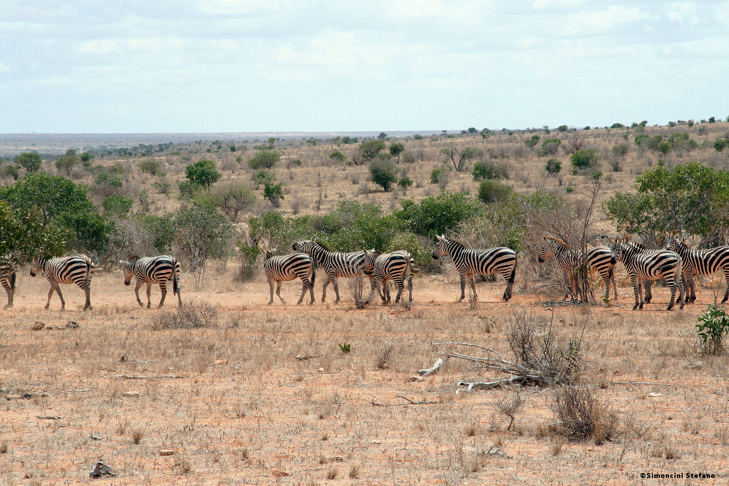 Zebrata Line (Tsavo East, Kenya)