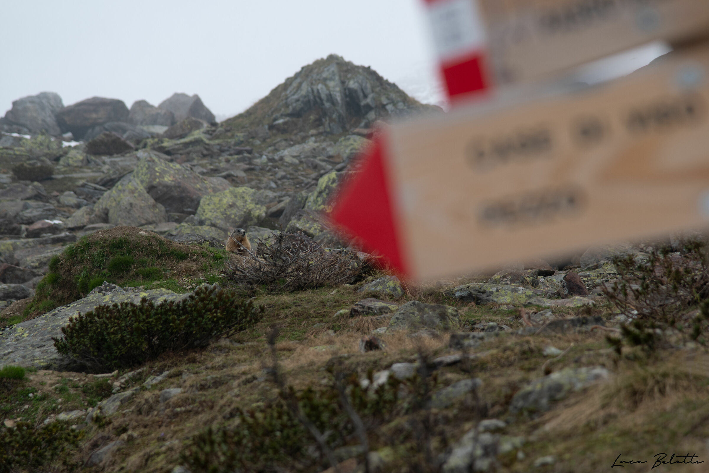 Per la marmotta, girare a sinistra