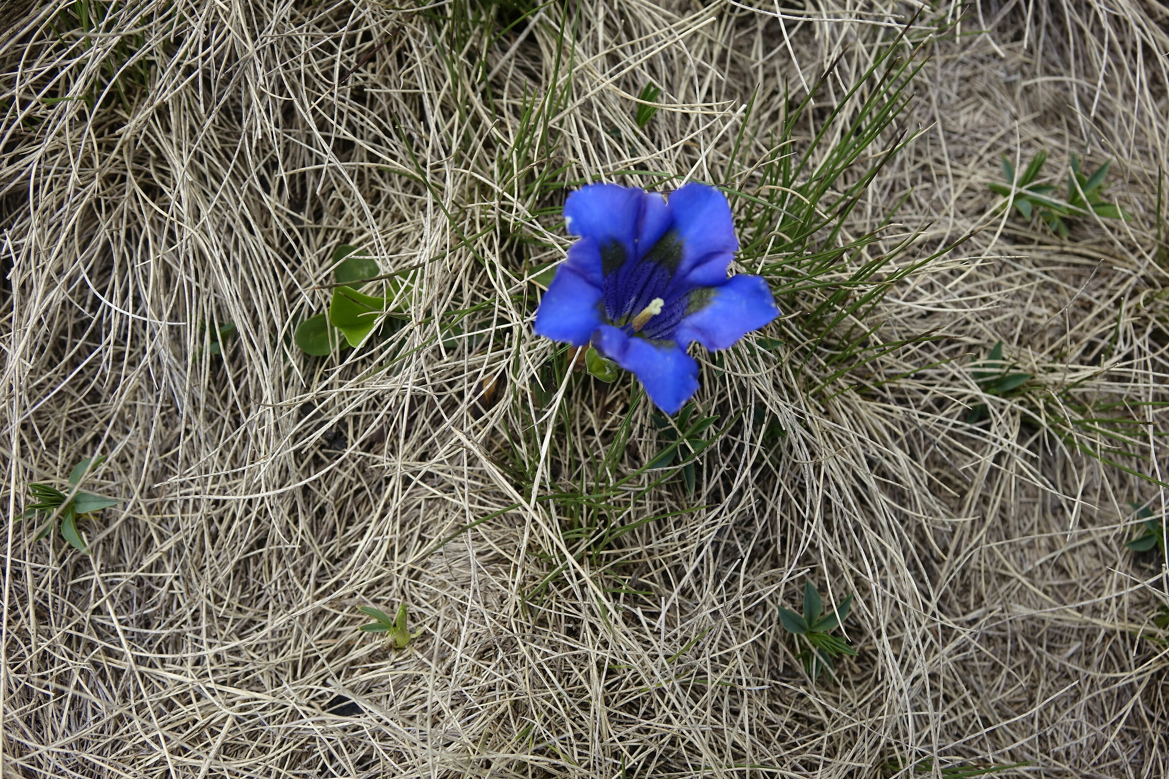 A brushstroke of blue