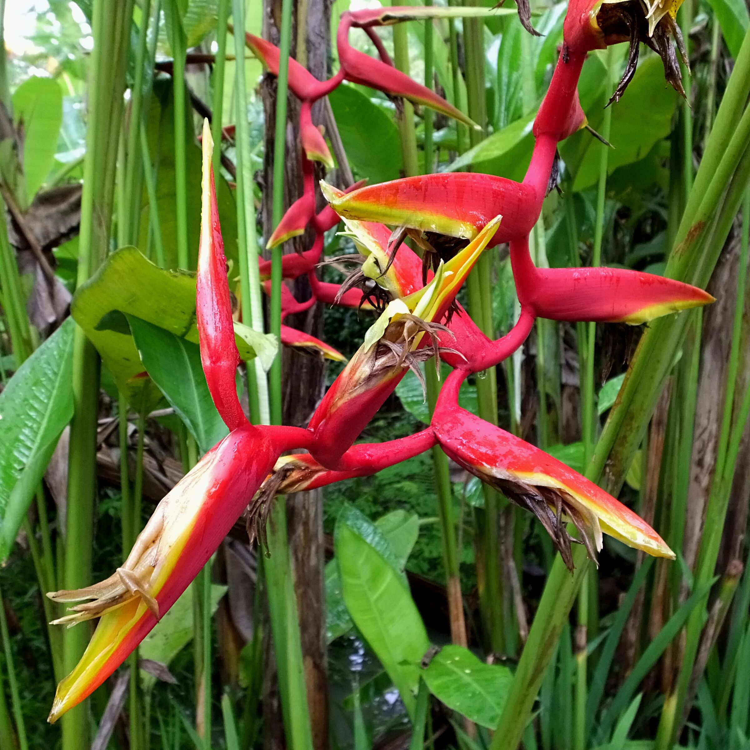 Sulla riva del Mekong