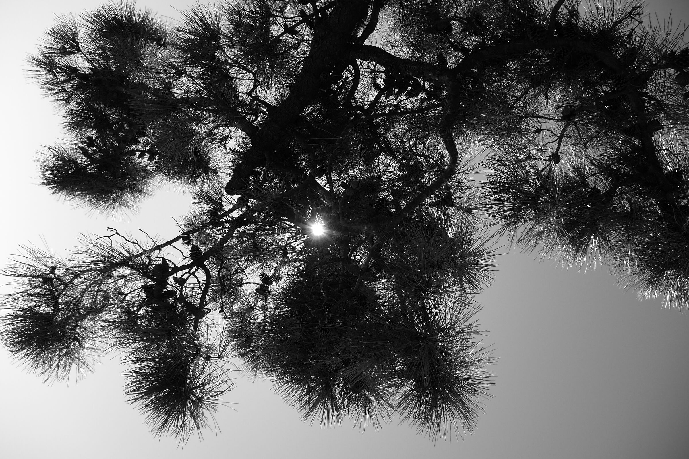 Backlight