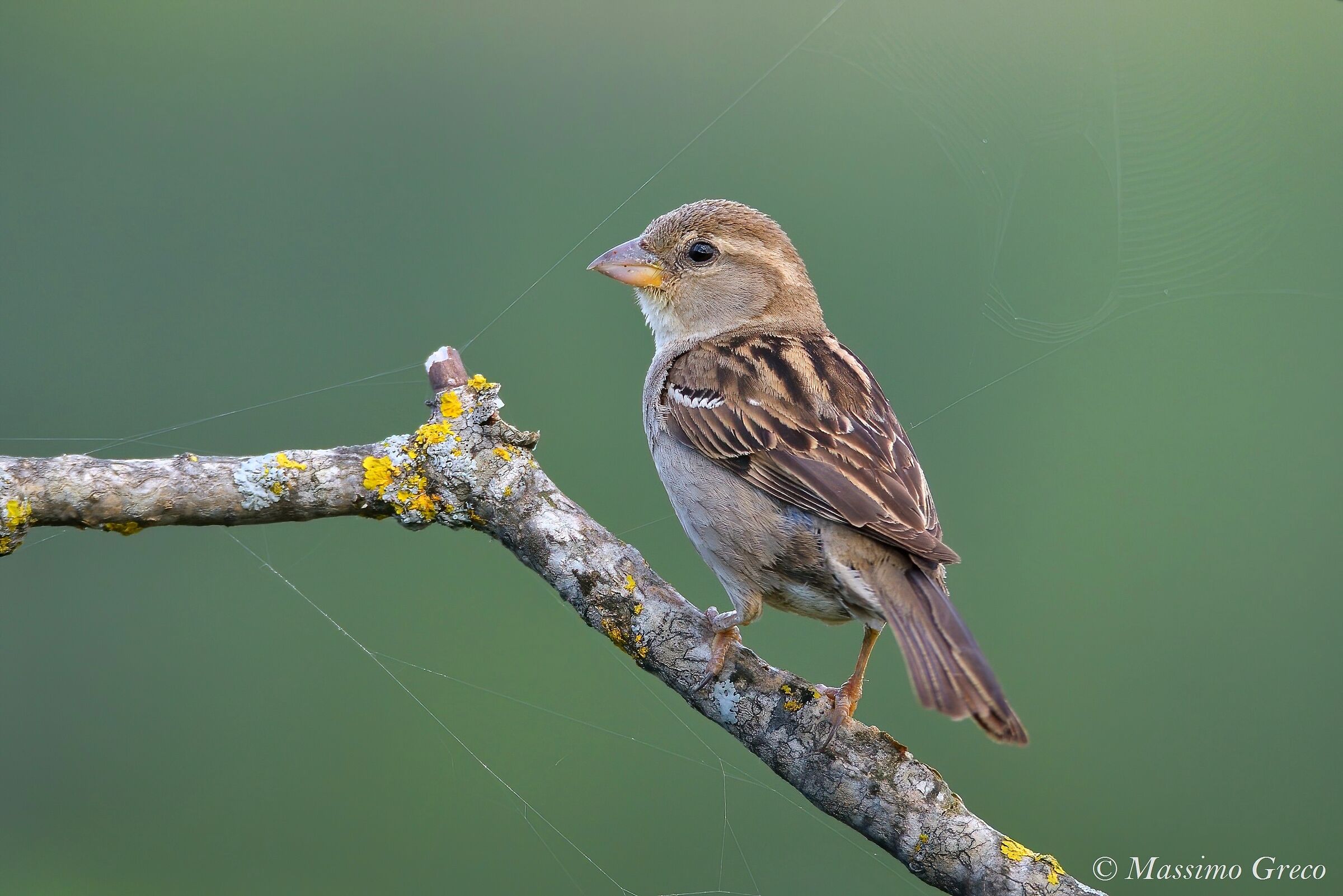Passer italiae (Passera di Italia) Femmina
