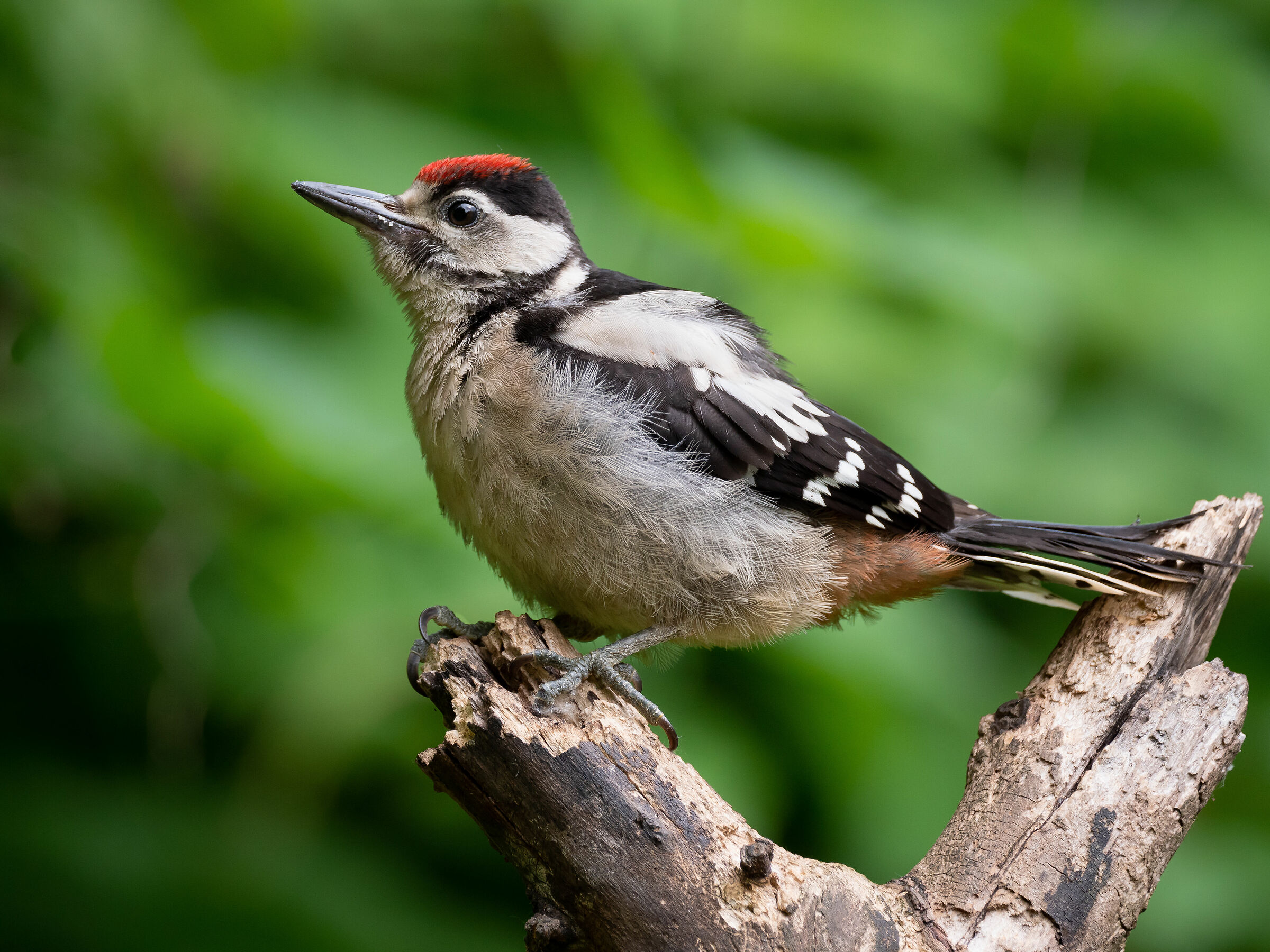 Giovani picchi crescono.