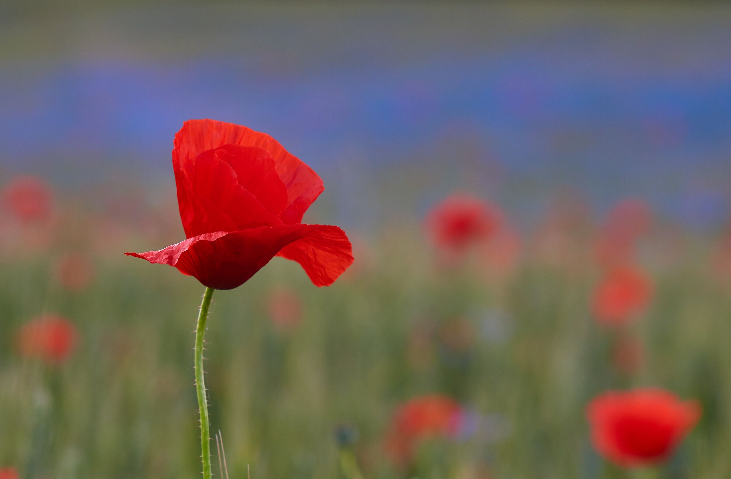 Papaveri, grano e fiordalisi