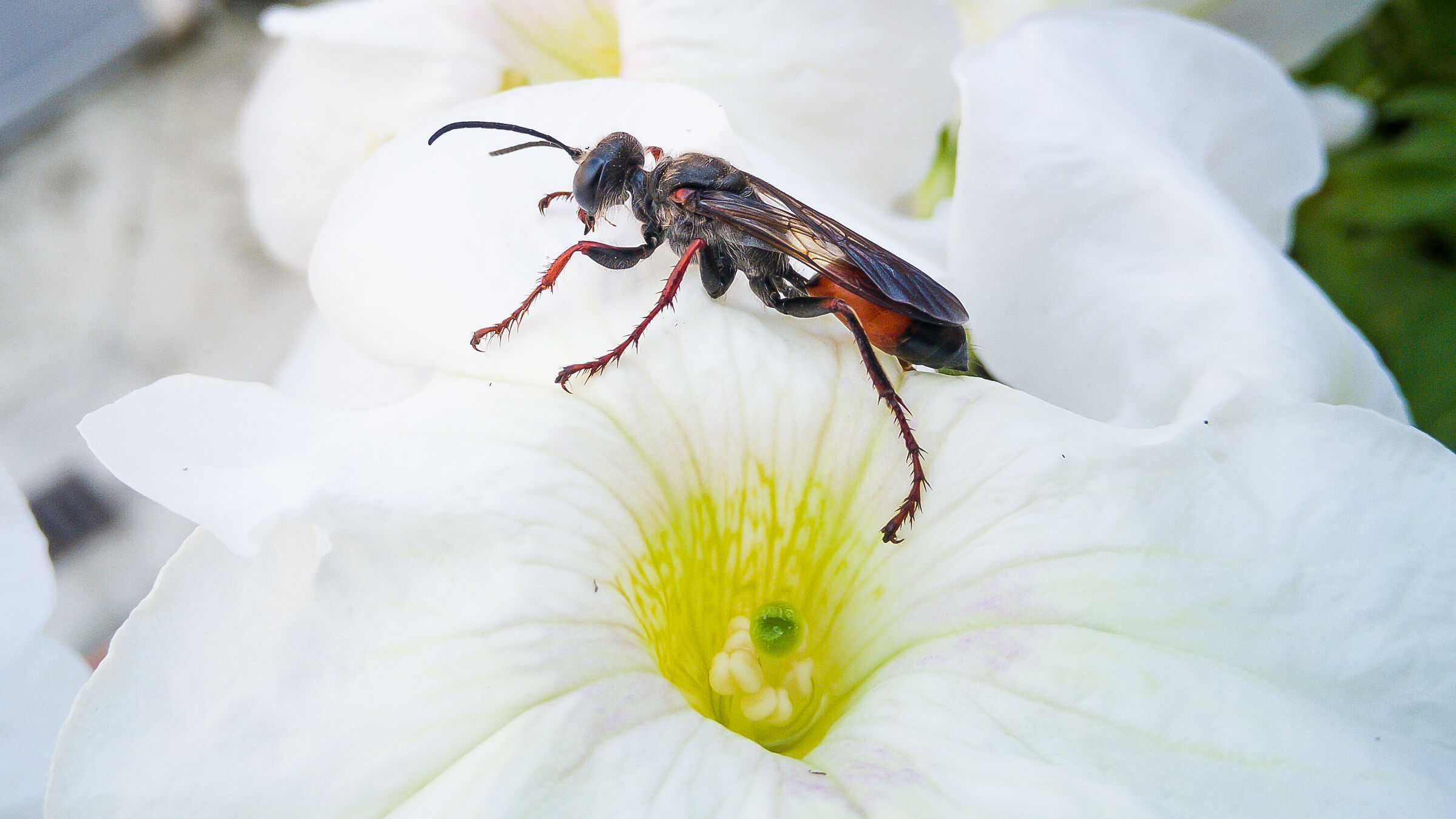 Sphex funerarius - ? (Alexandria, IT - 09/06/2020) - 3