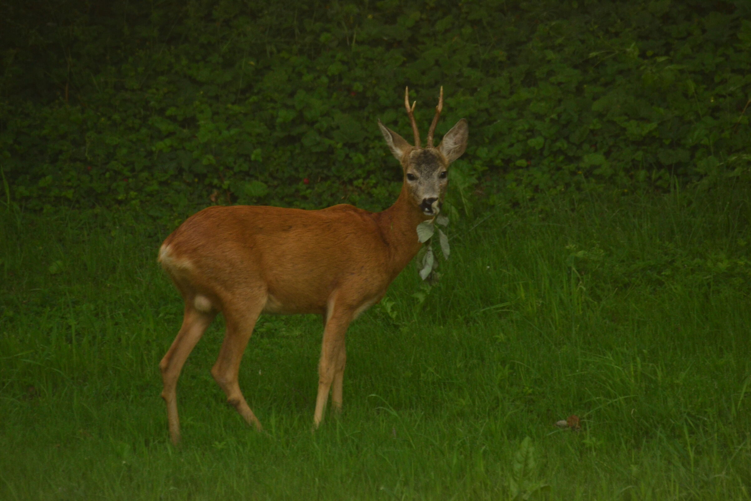 Questa mattina dalla finestra, un capriolo mangione!