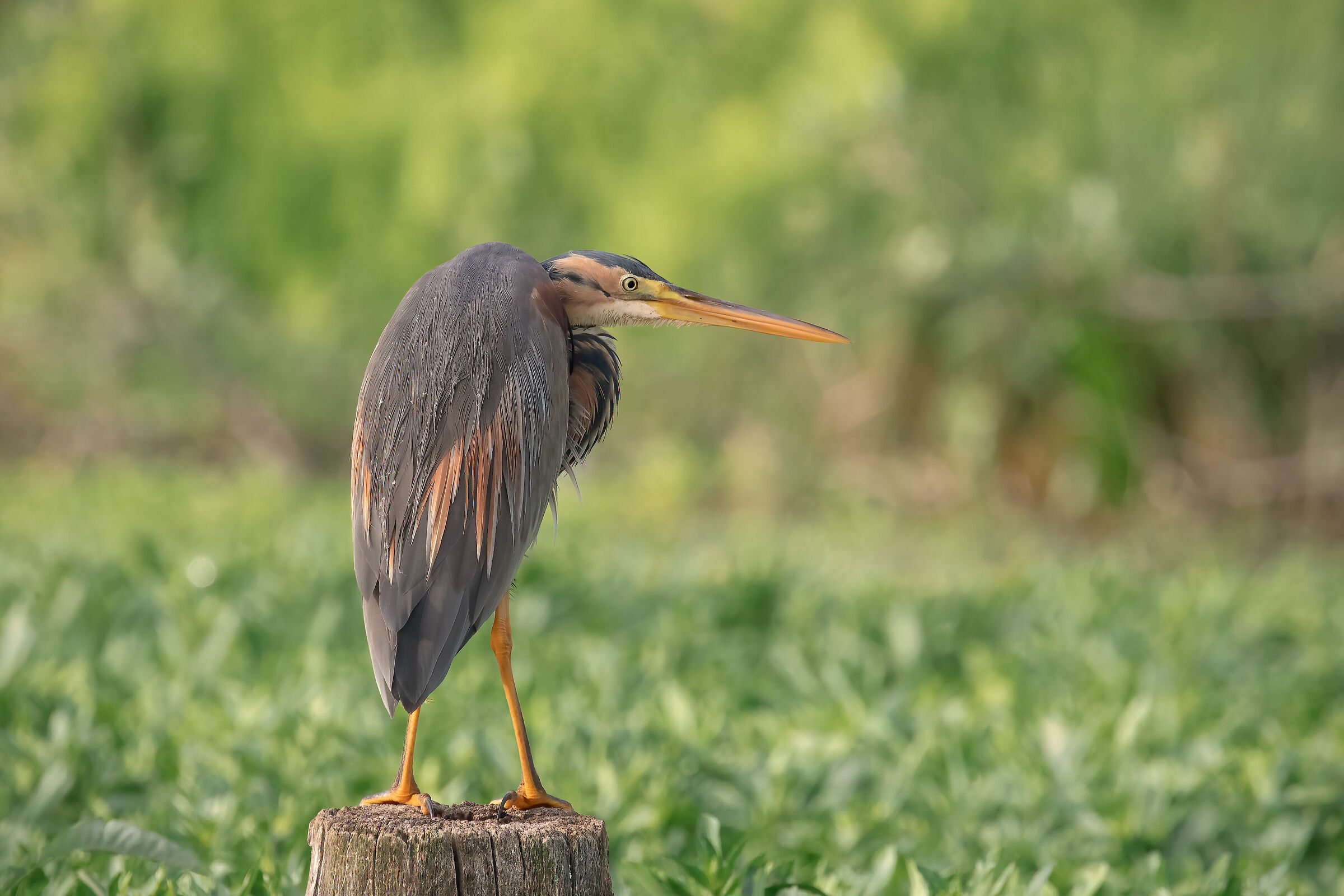 Rosso in attesa della preda
