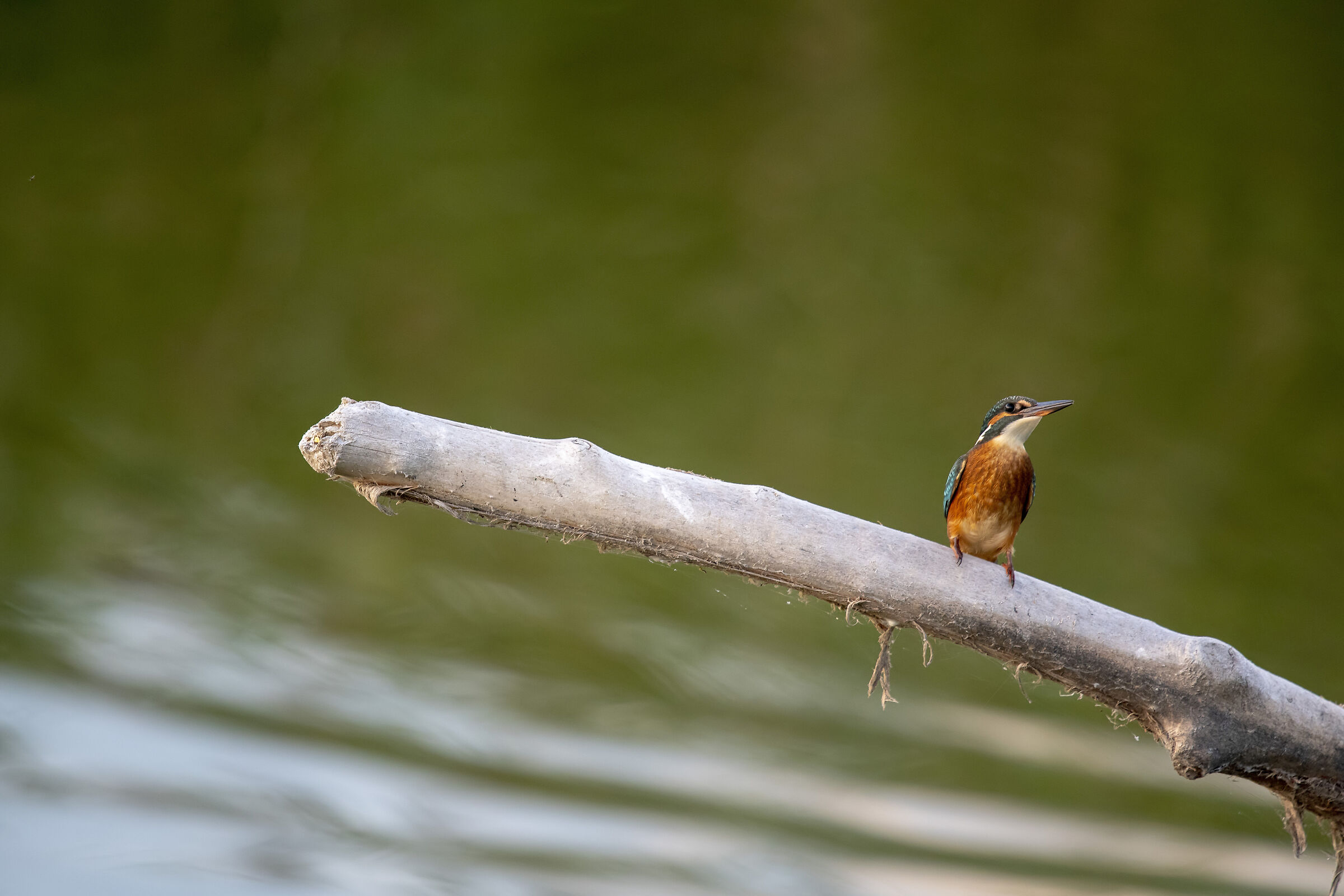 Kingfisher