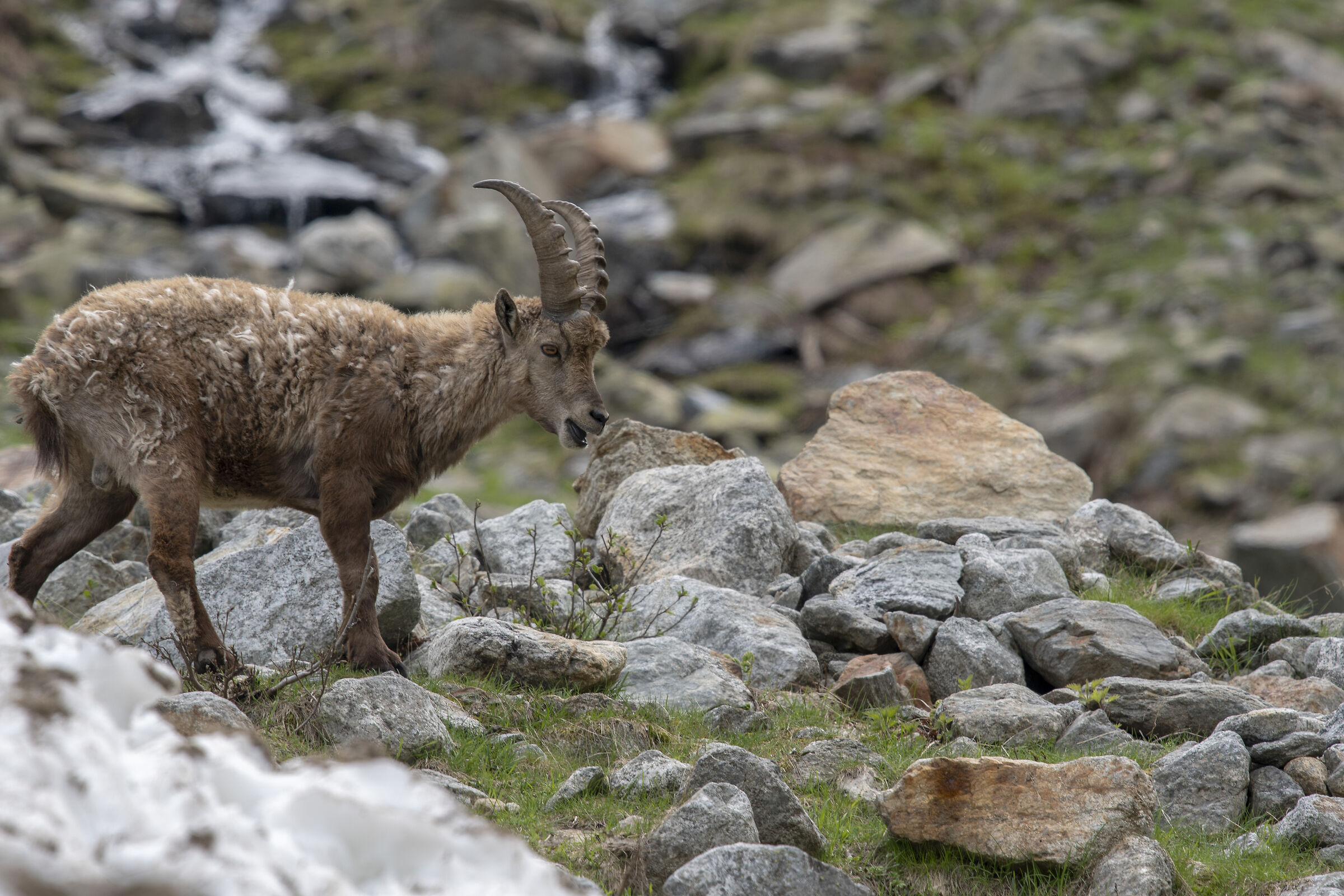 Ibex
