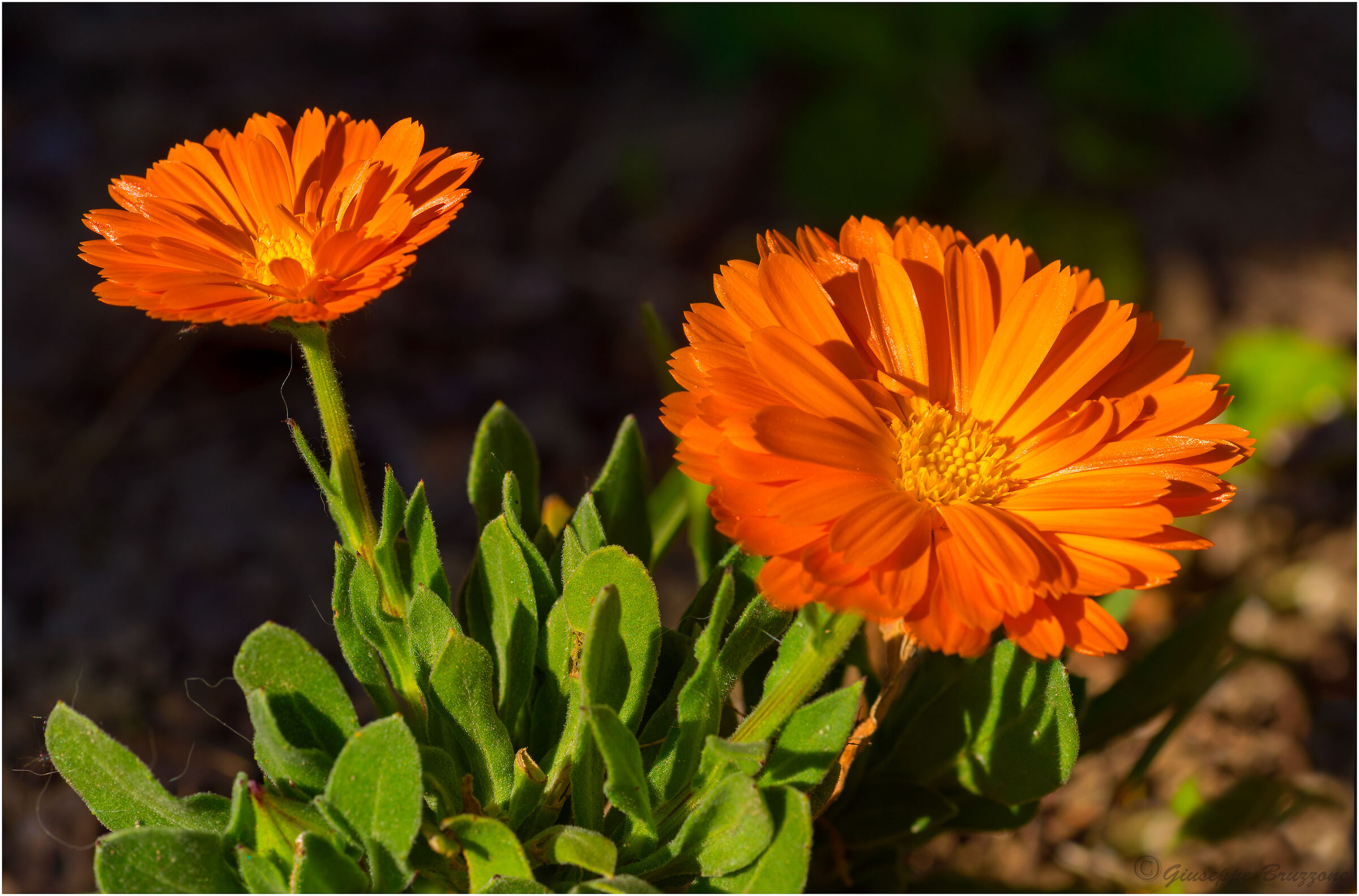 Calendula