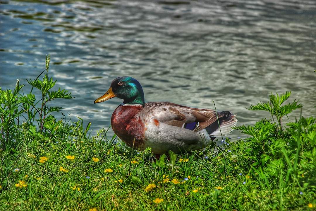 Mallard