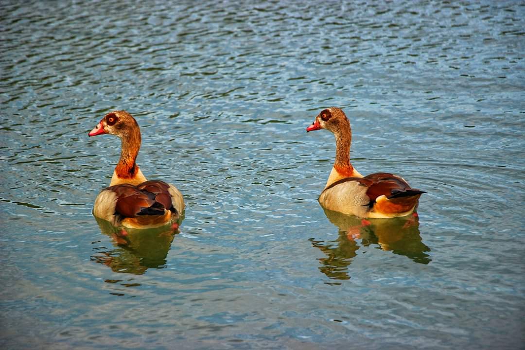 Egyptian geese