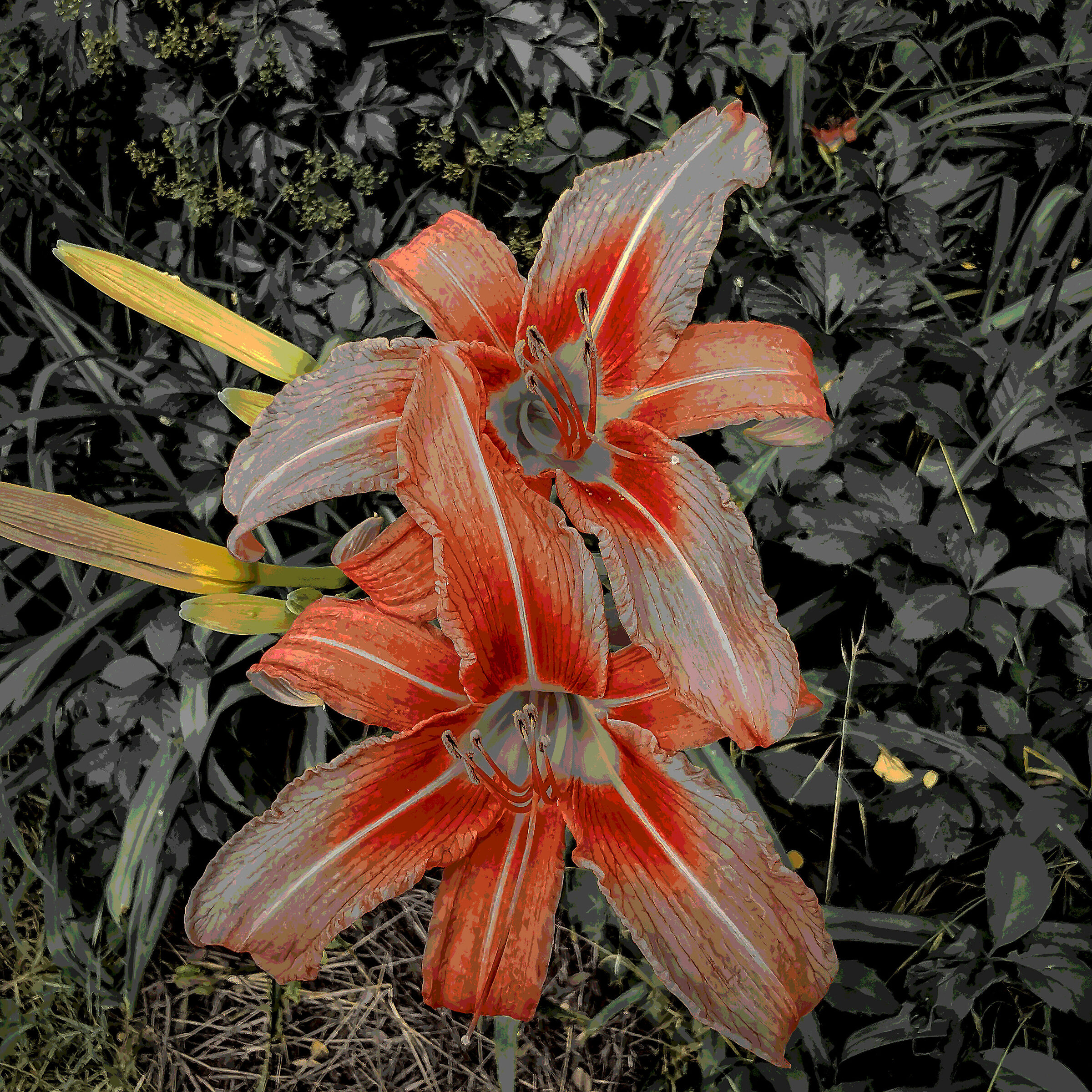 A surprise in the woods