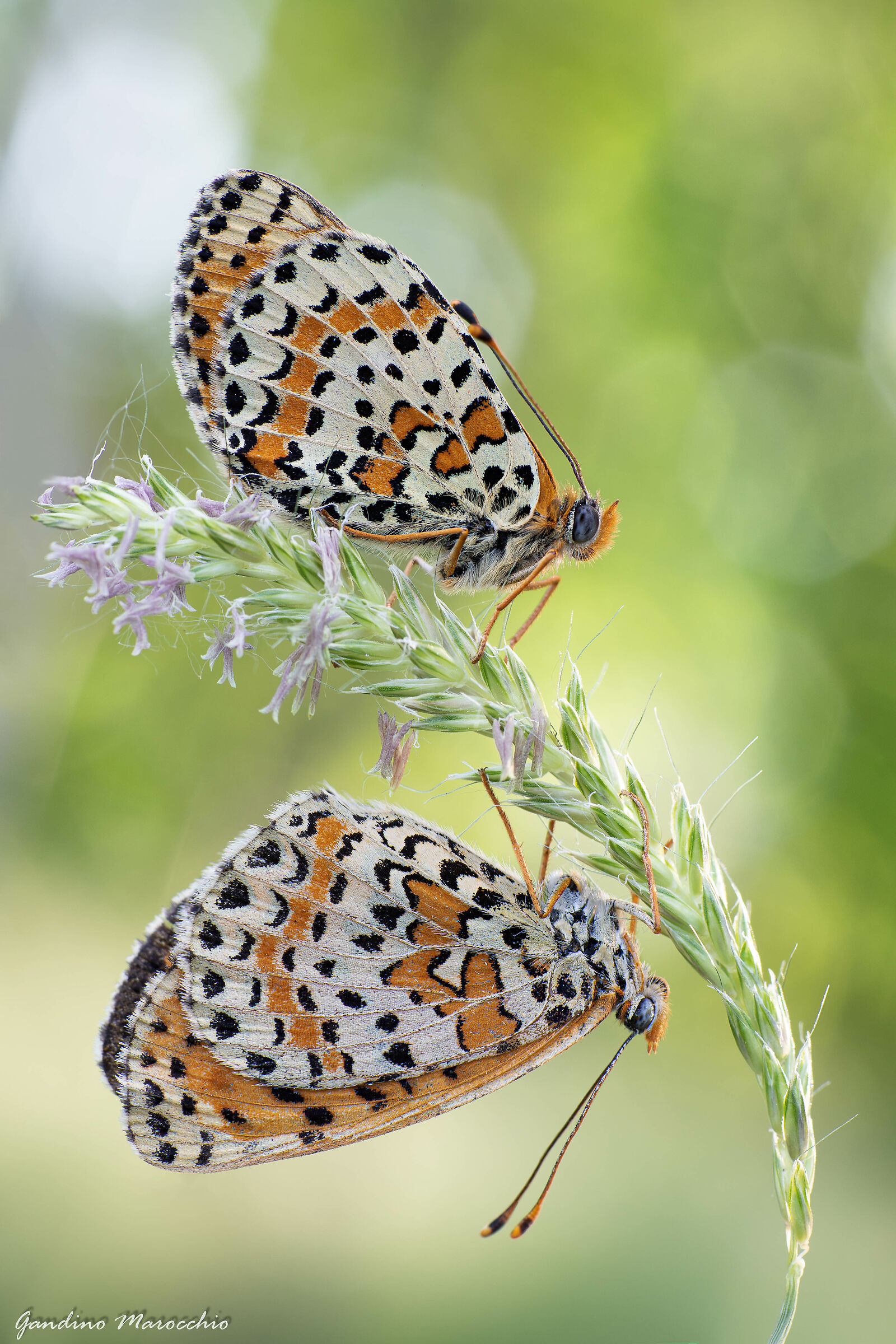 La banderuola  "melitaea didyma"