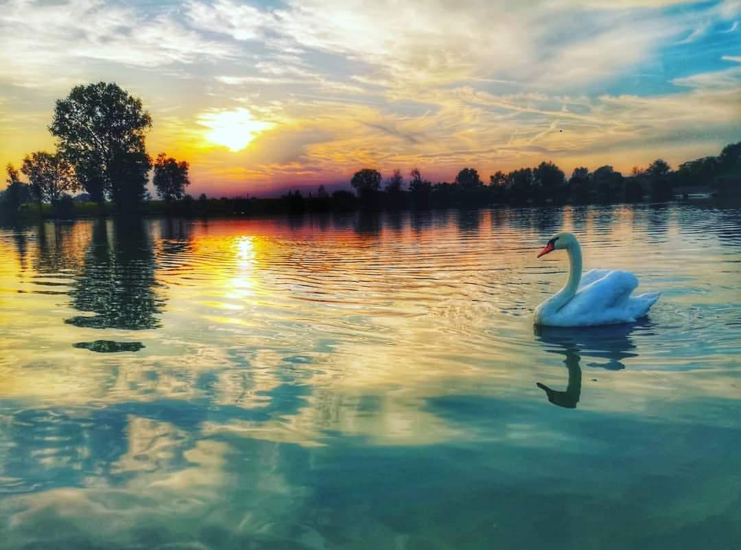 Cigni al Lago Segugio