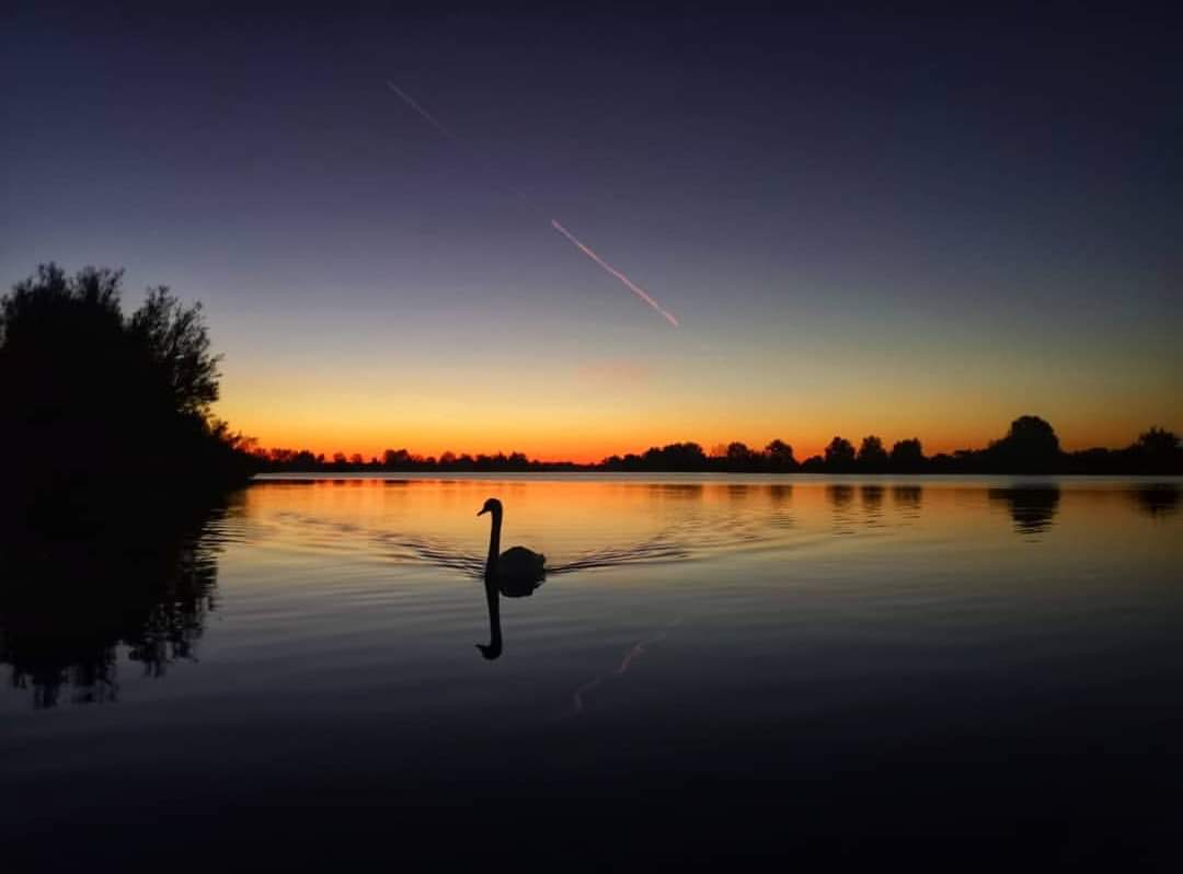 Cigno Oasi Vallette Ostellato