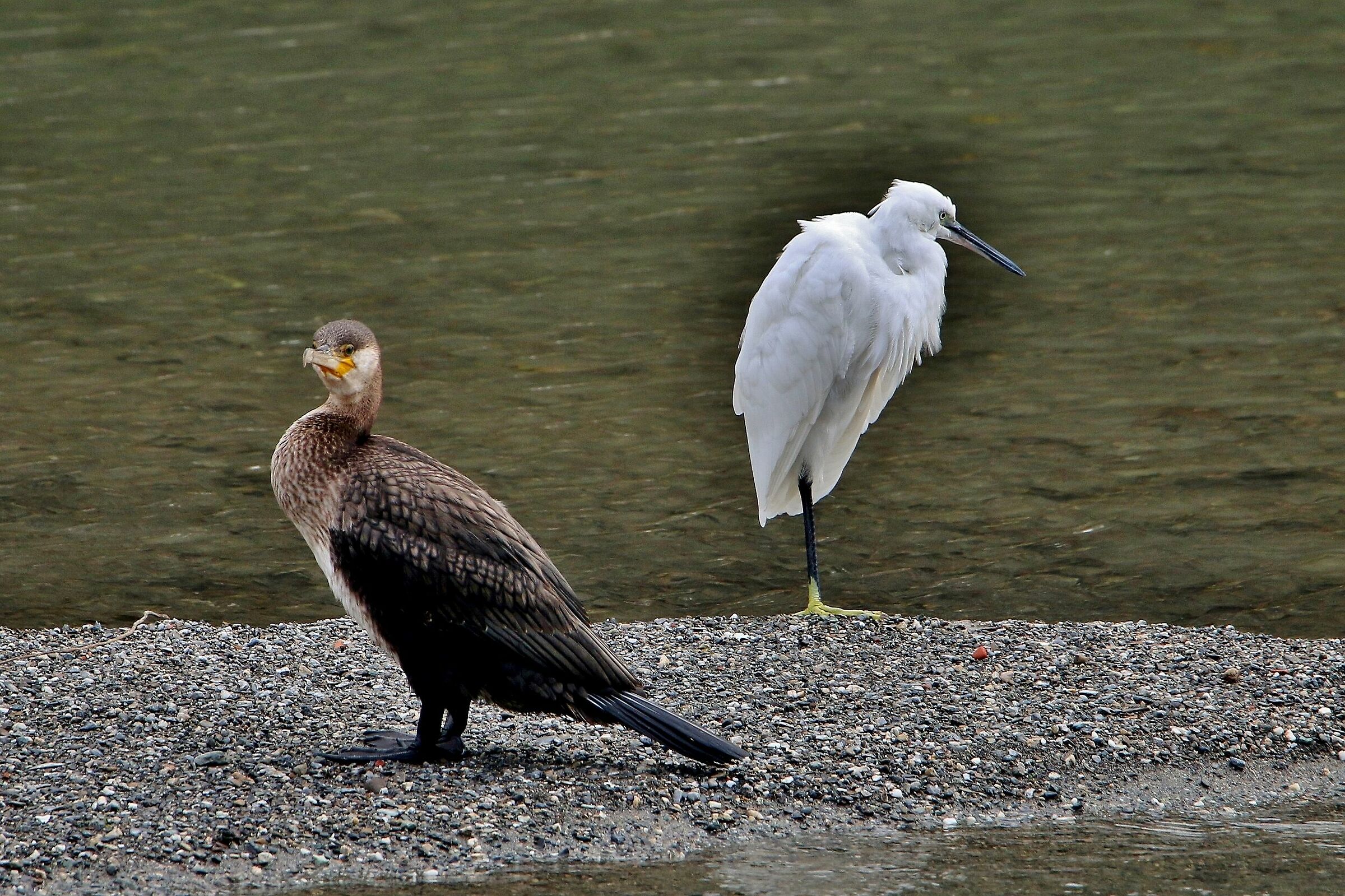 Difficili convivenze