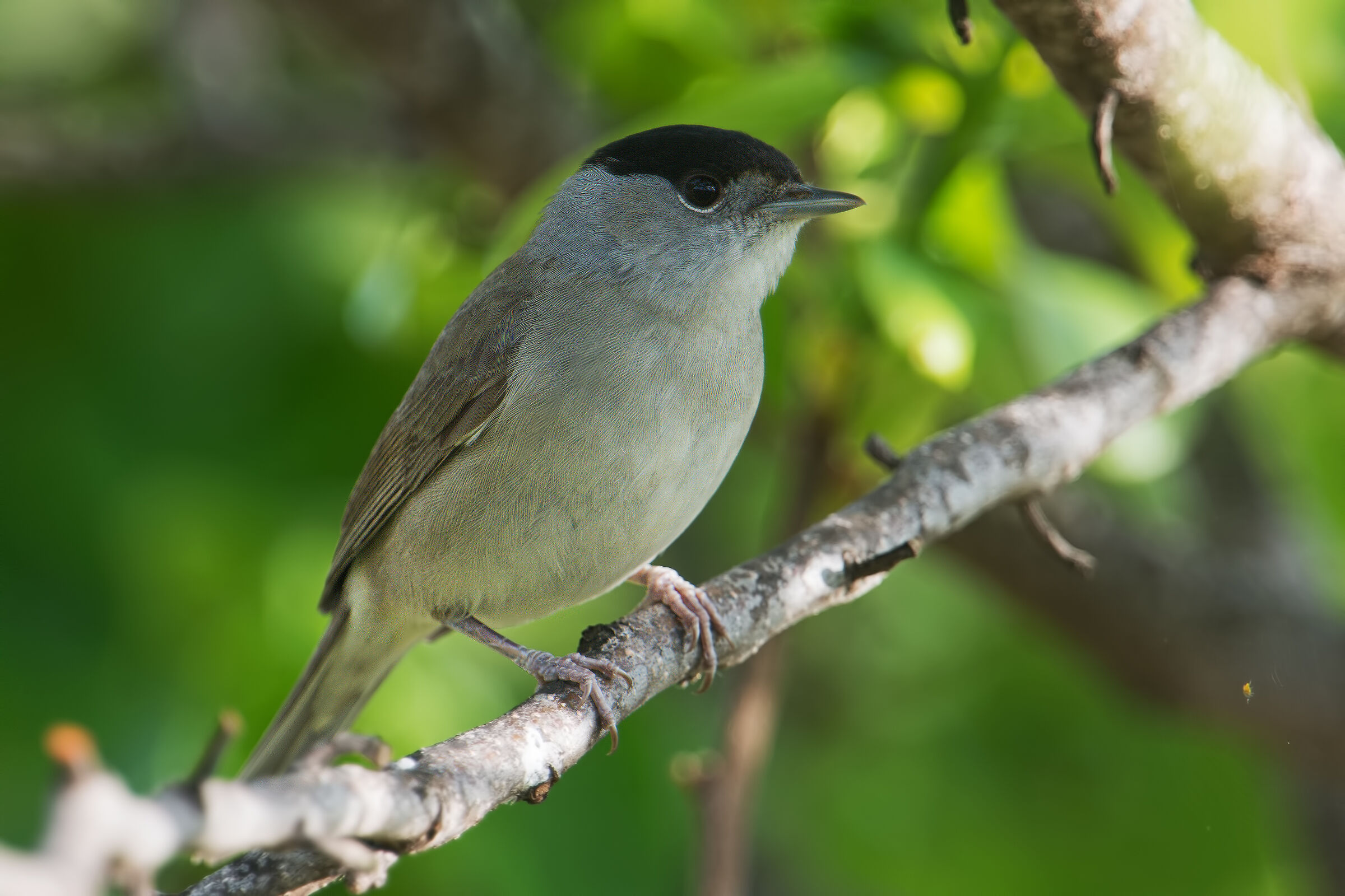 Blackcap