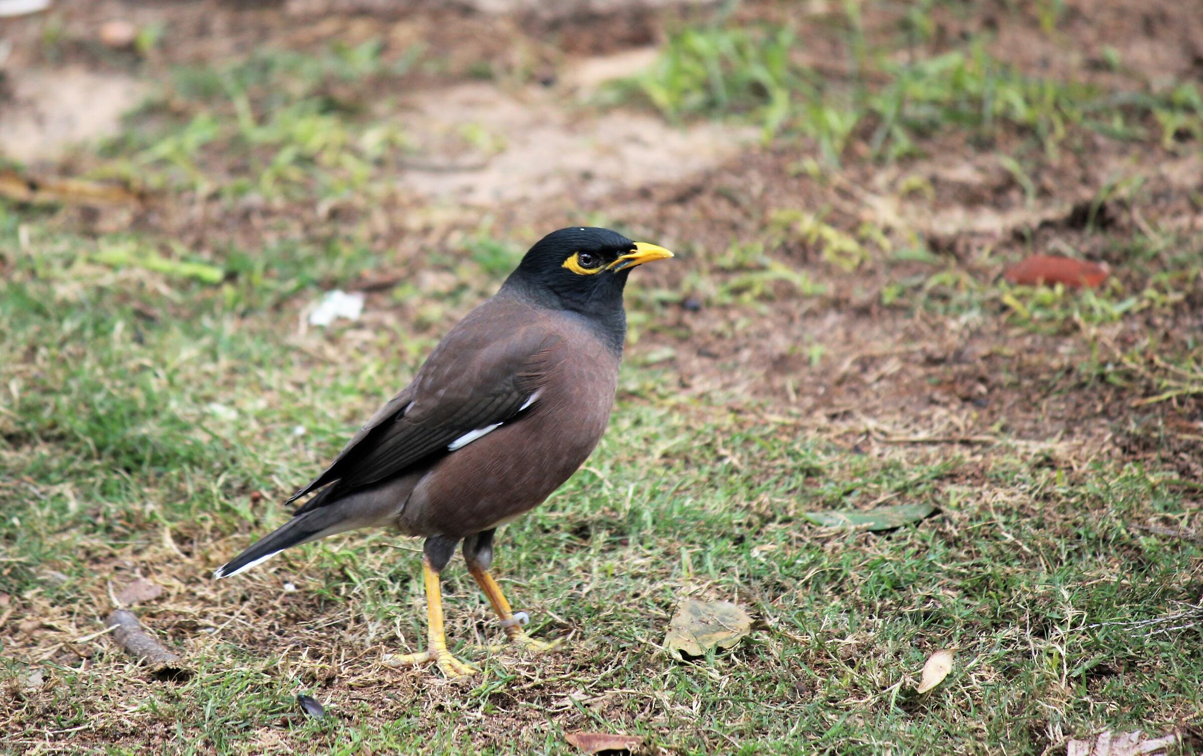 common myna -Tel Aviv
