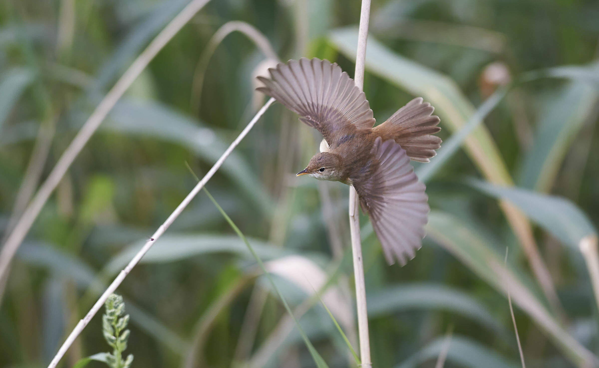 Warbler a reè