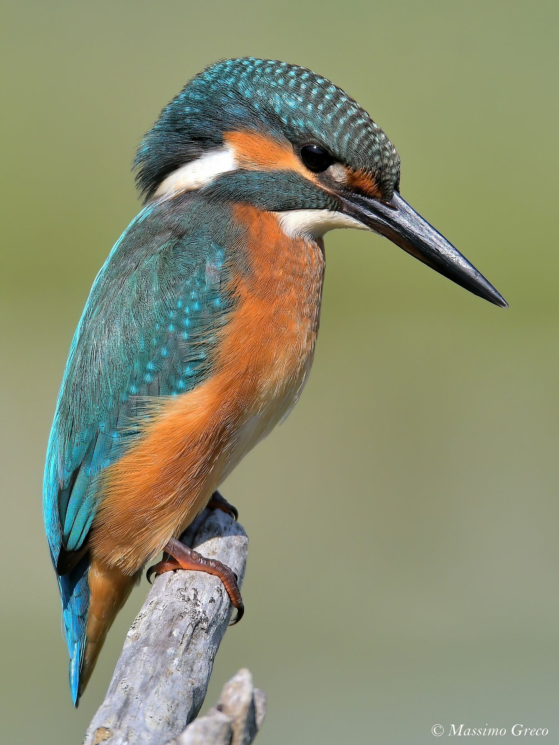 Young male Martin fisherman