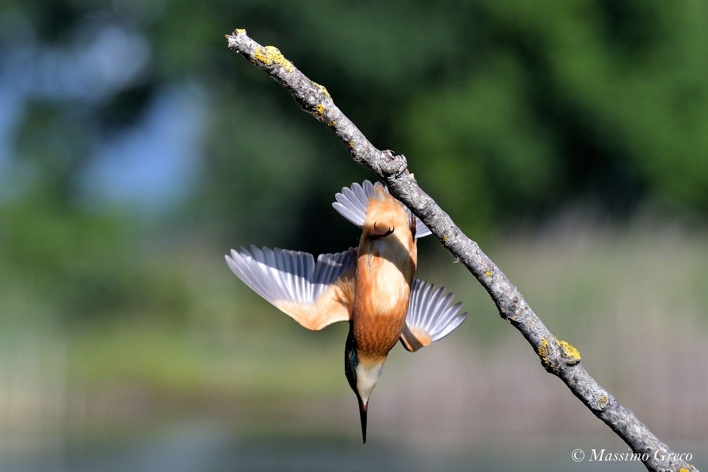Martin fisherman Diving on Prey
