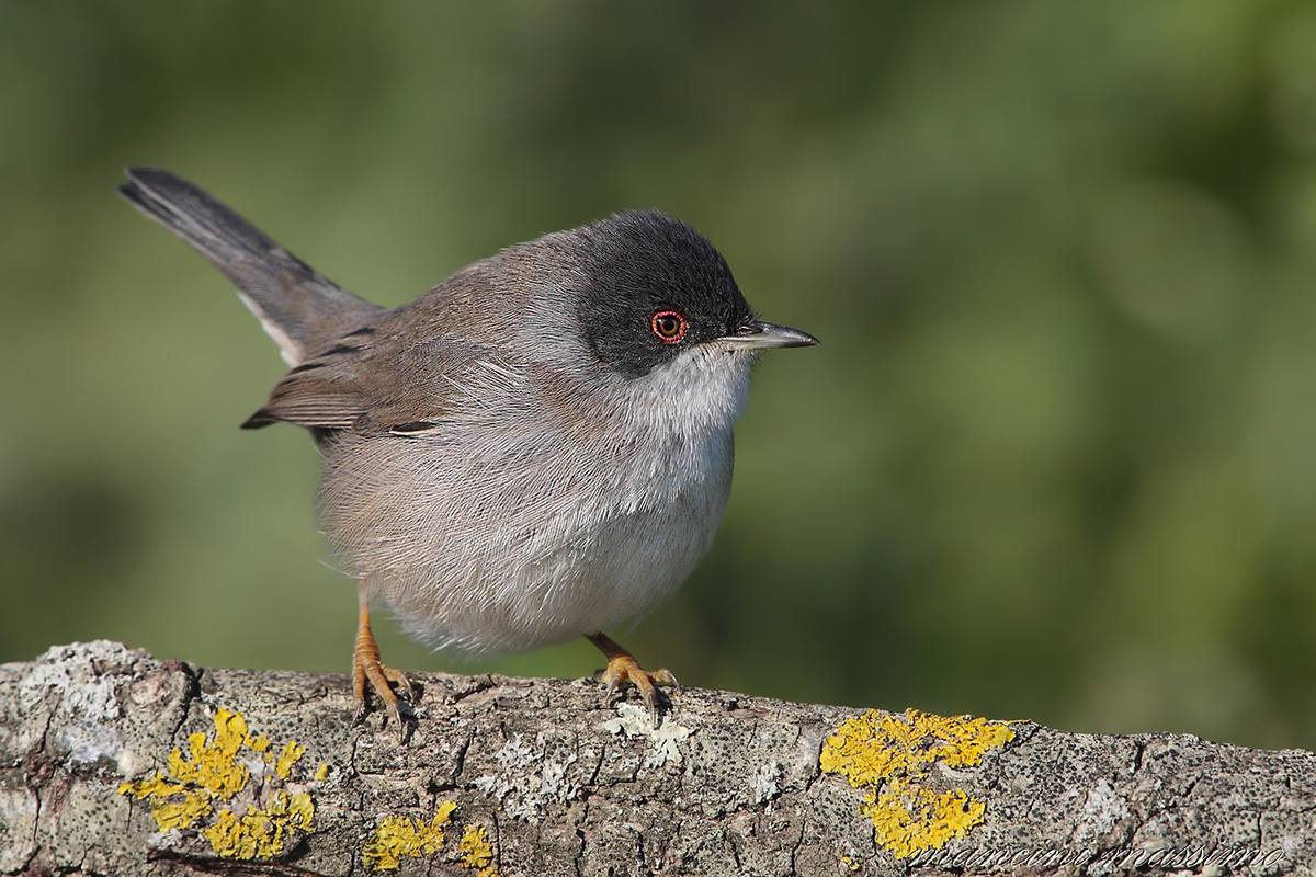 Occhiocotto F(Sylvia melanocephala)