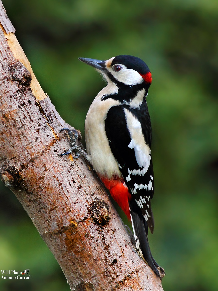 Picchio Rosso Maschio