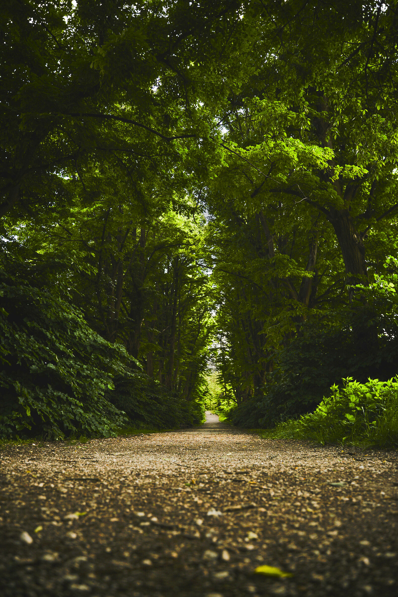 Viale Alberato della Certosa di Vigodarzere