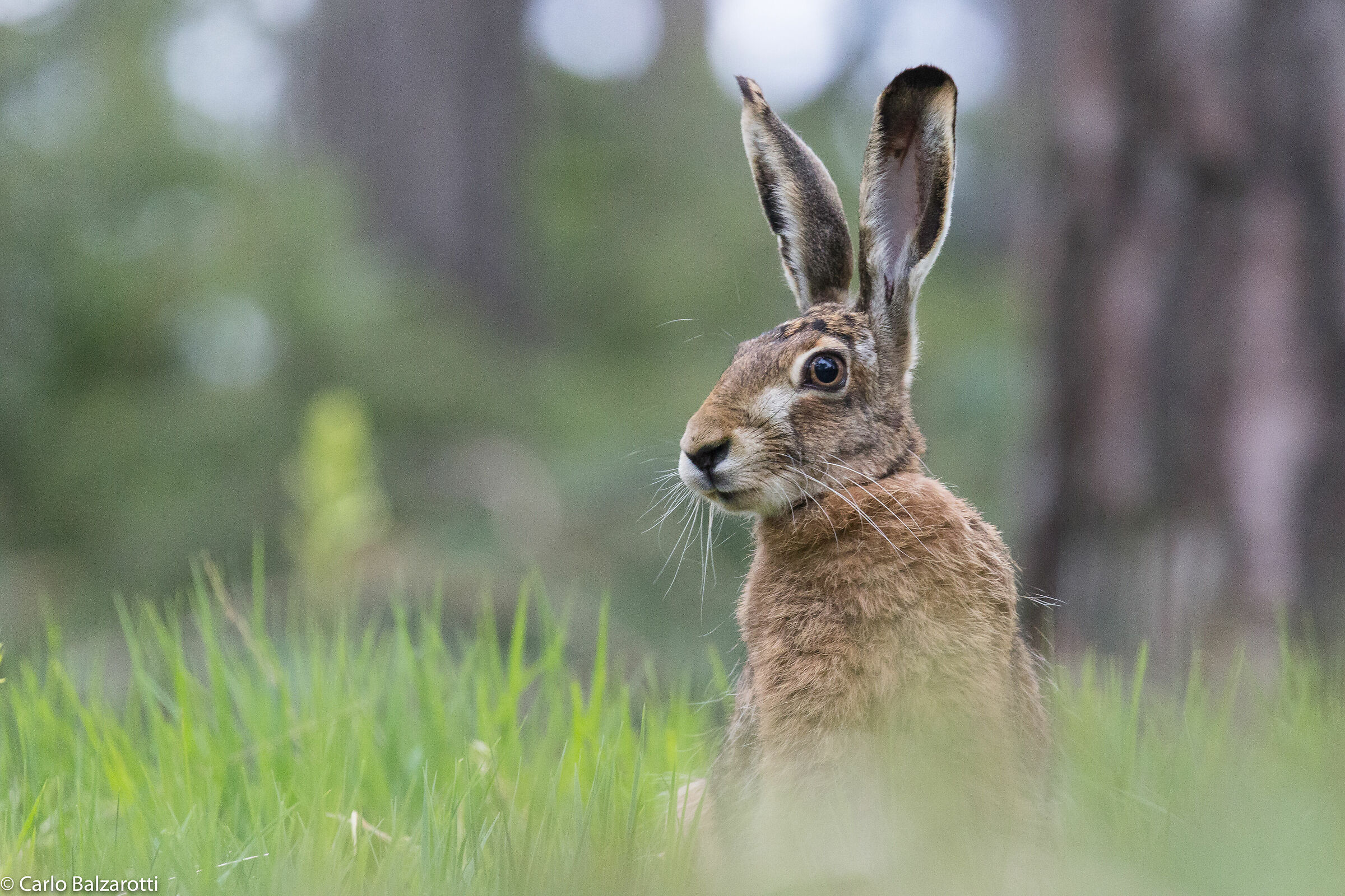 Portrait of a Hare