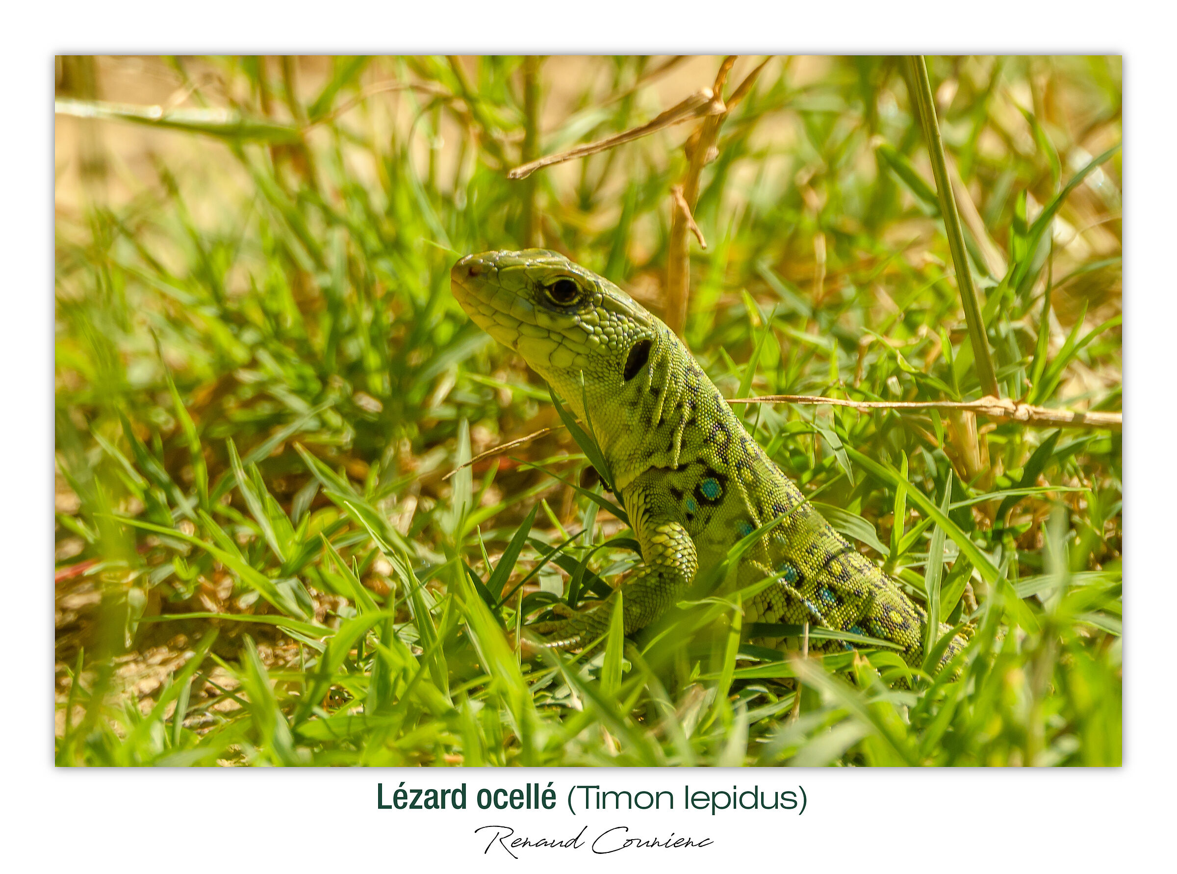 Lucertola ocellata (Timon lepidus)