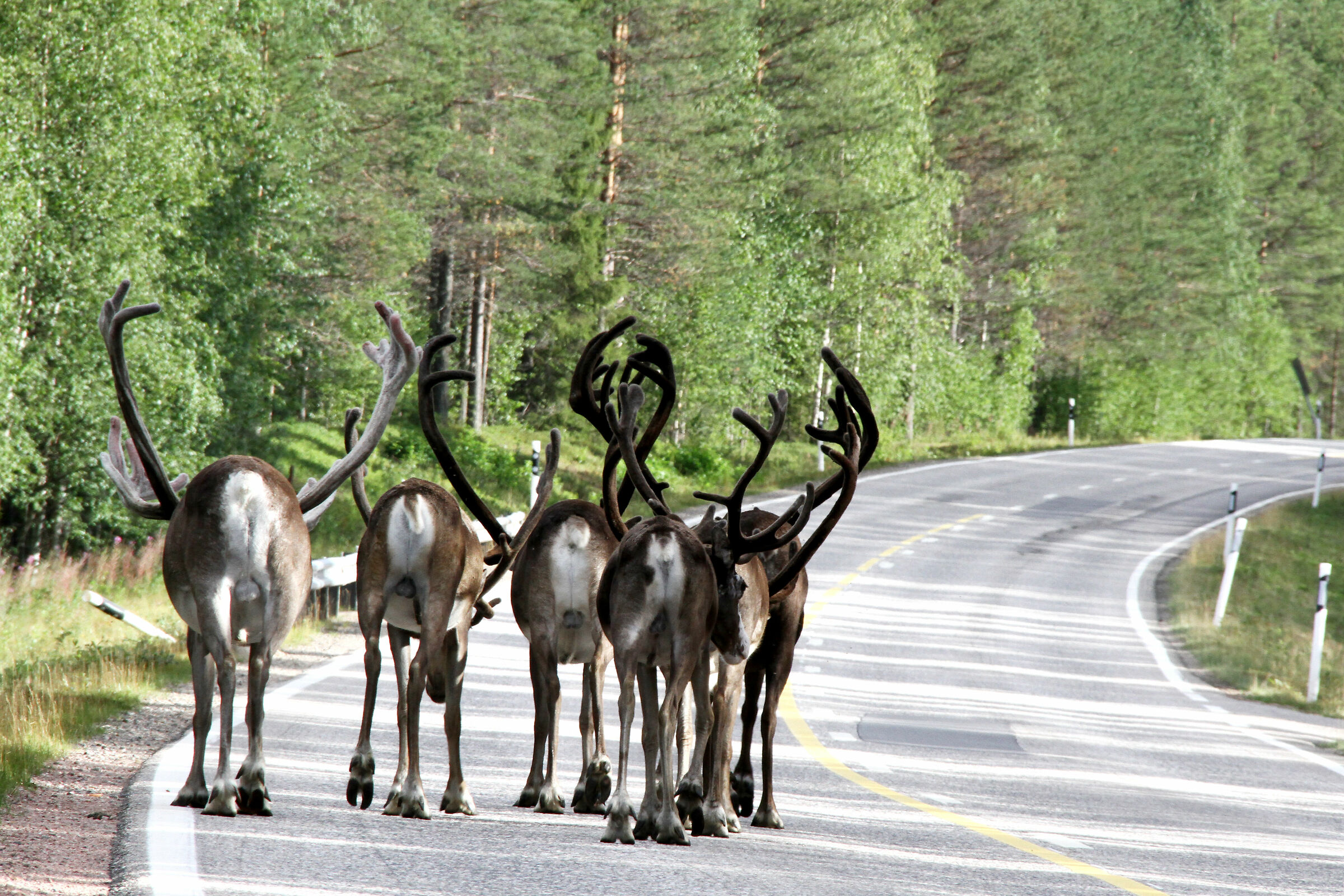Renne lungo la strada 79 per Rovaniemi - Finlandia
