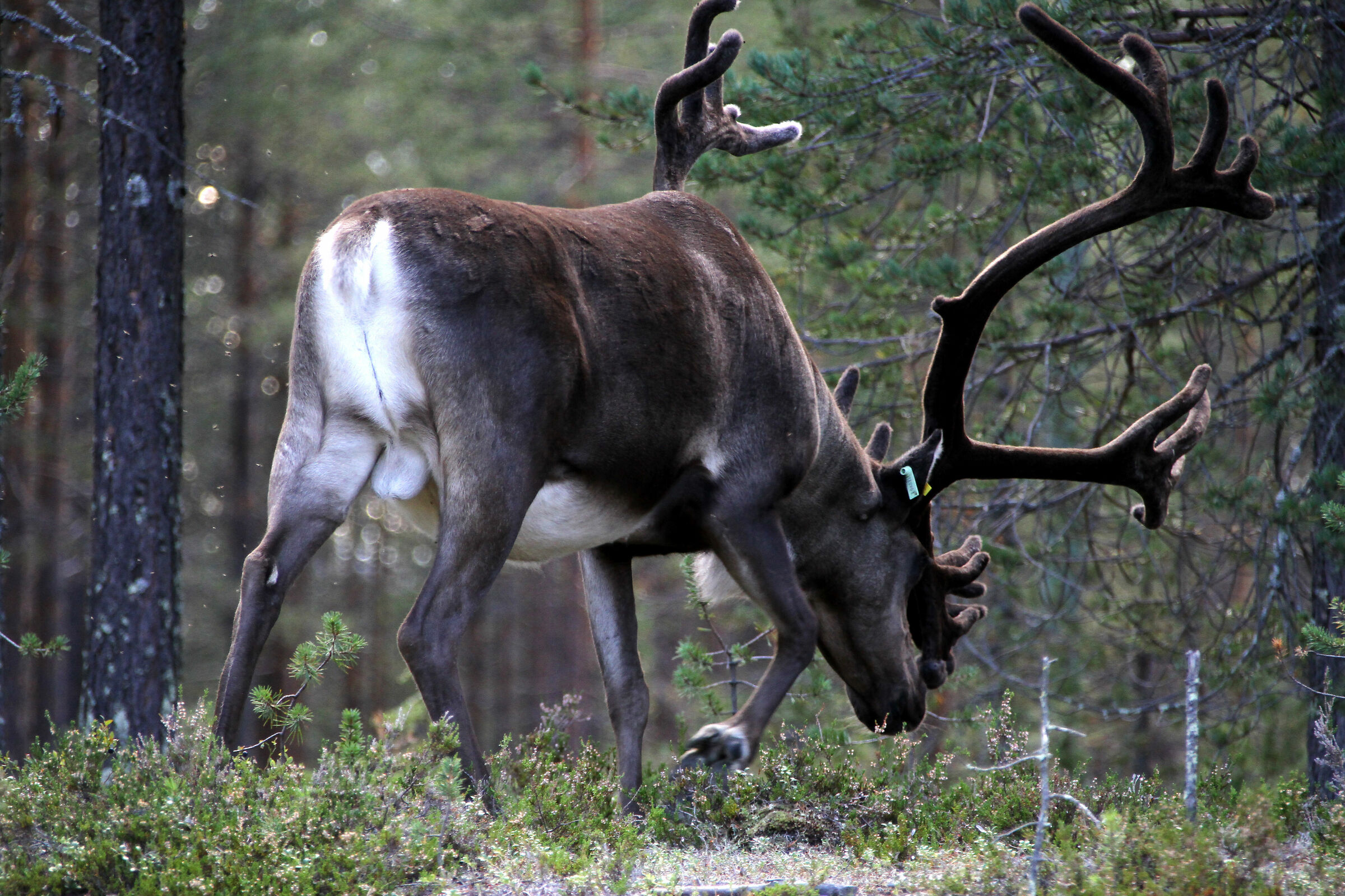 Renna lungo la strada 79 per Rovaniemi - Finlandia