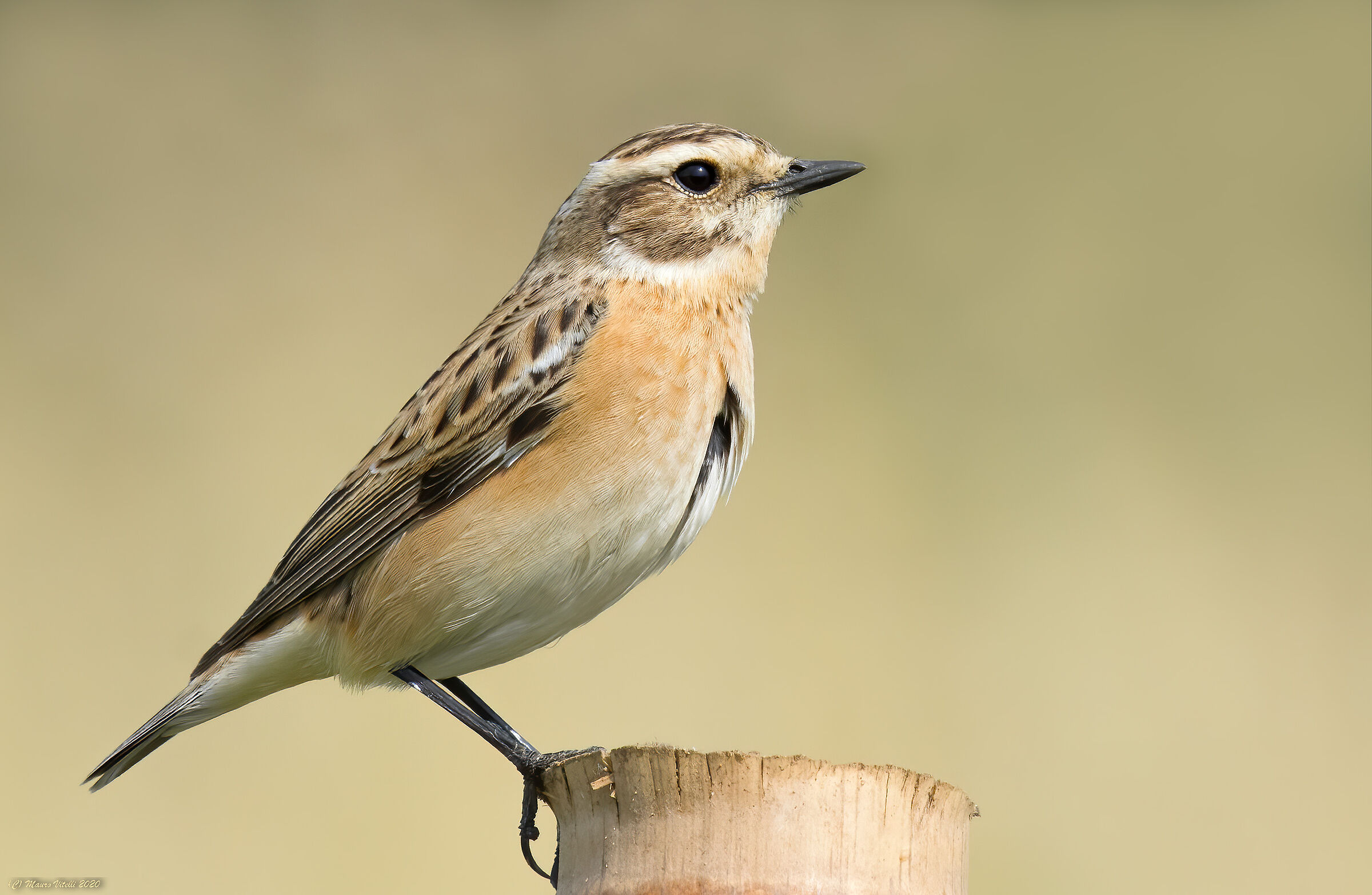Stiaccino (Saxicola rubetra)