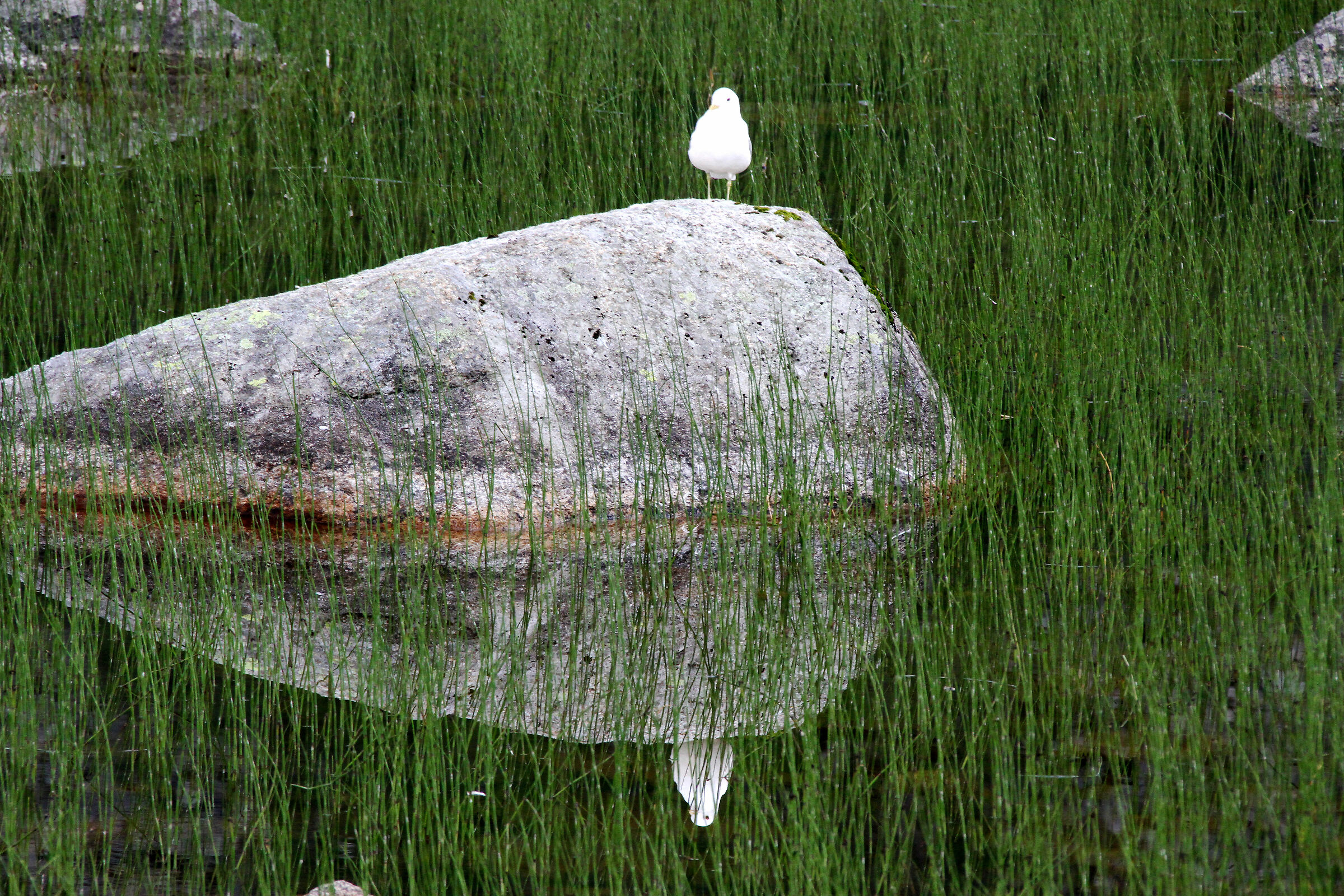 Paesaggio dalla strada Fv57 verso Tromvik (Norvegia)