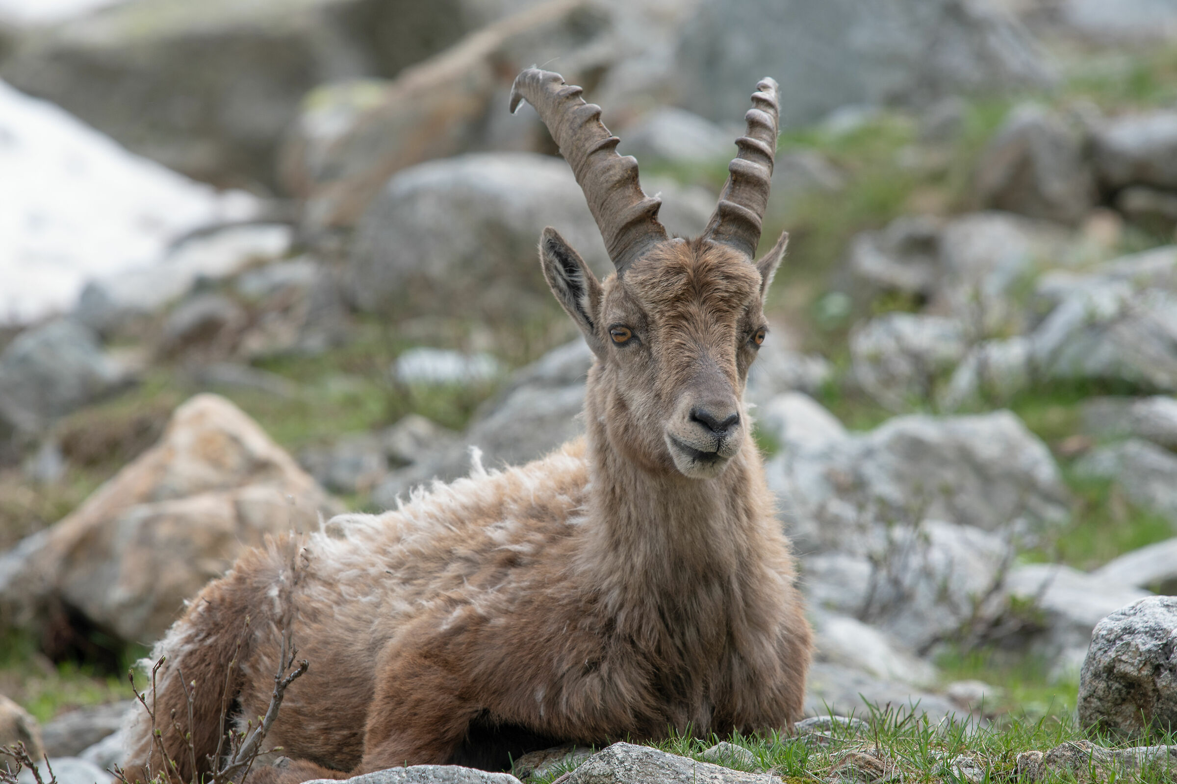 Ibex- Maritime Alps May 2020