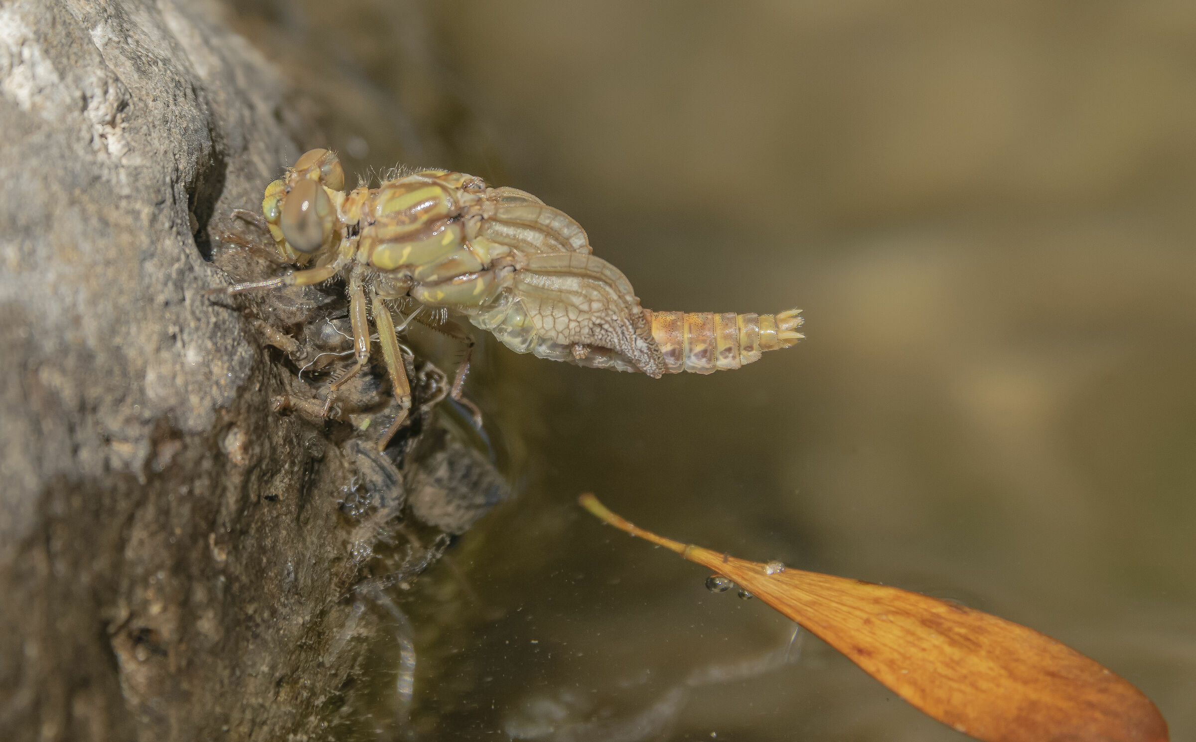 The miracle of life. today I witnessed the birth