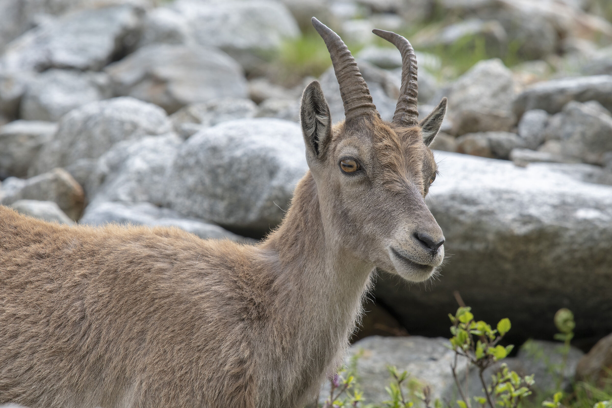 Ibex- Maritime Alps May 2020