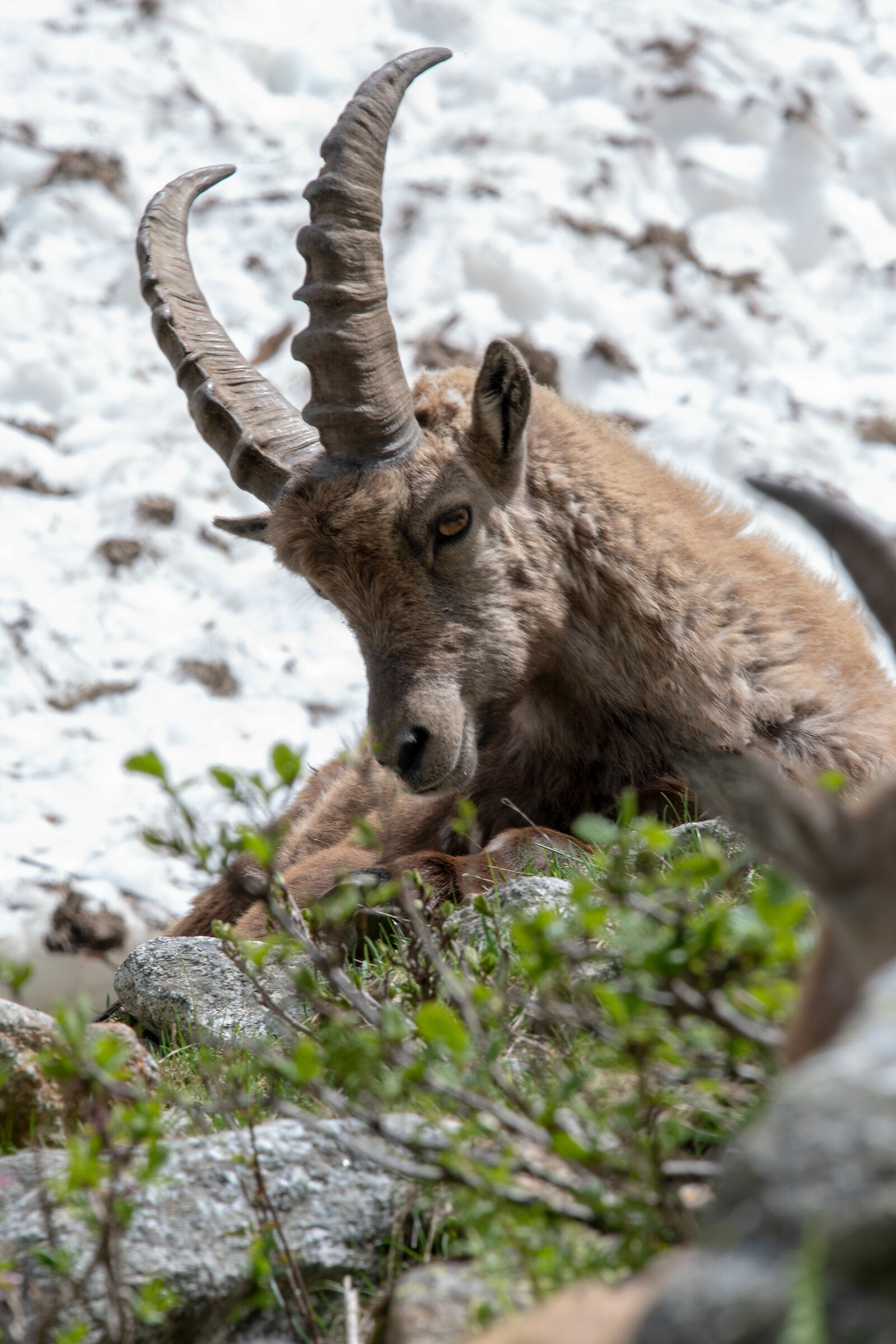 Ibex- Maritime Alps May 2020