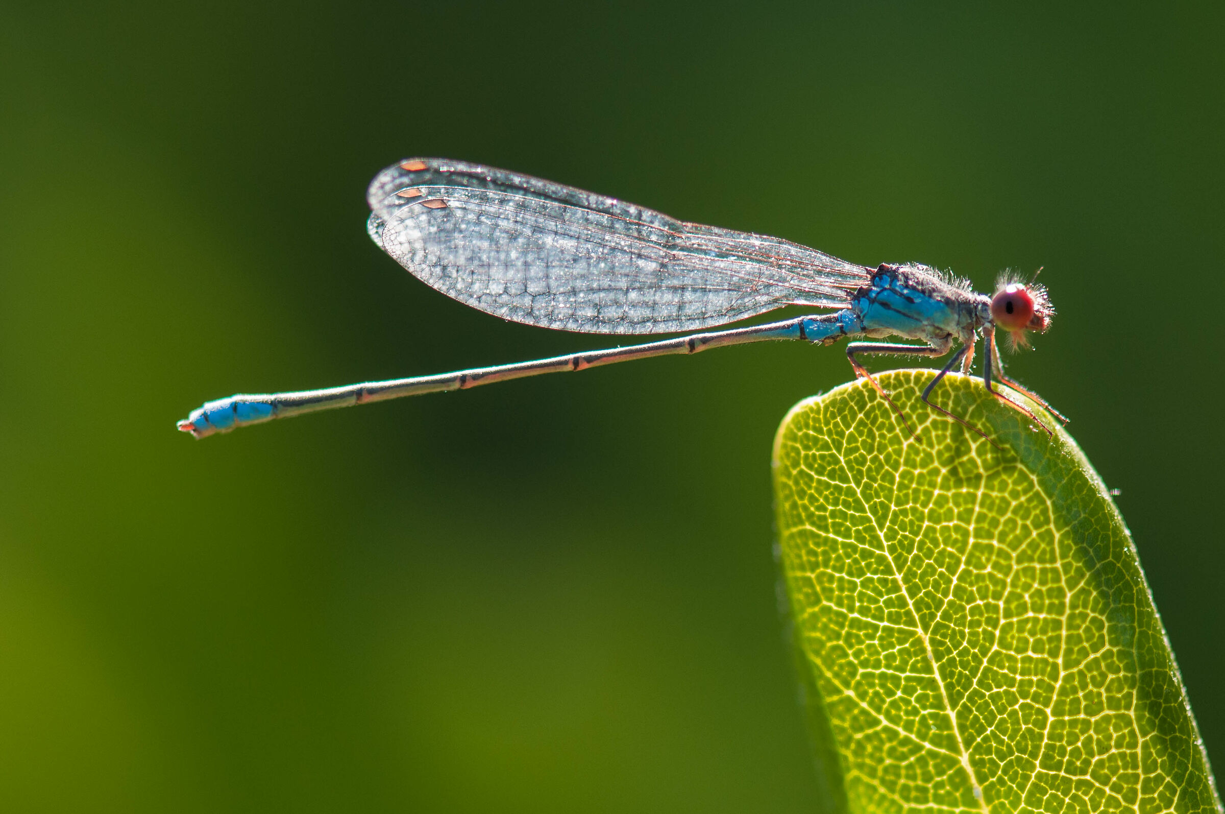 Damigella in controluce