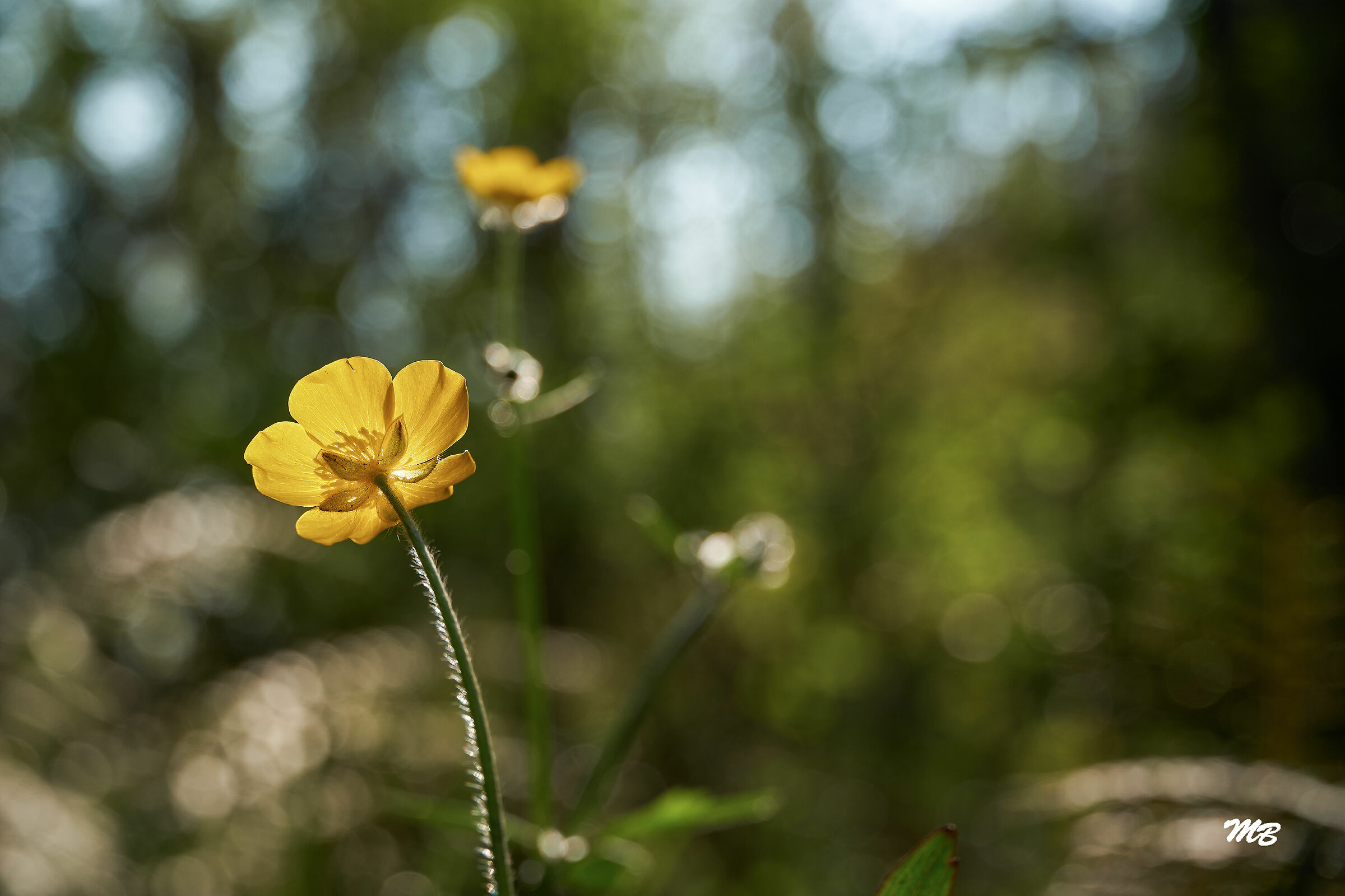 Splendente nel bosco