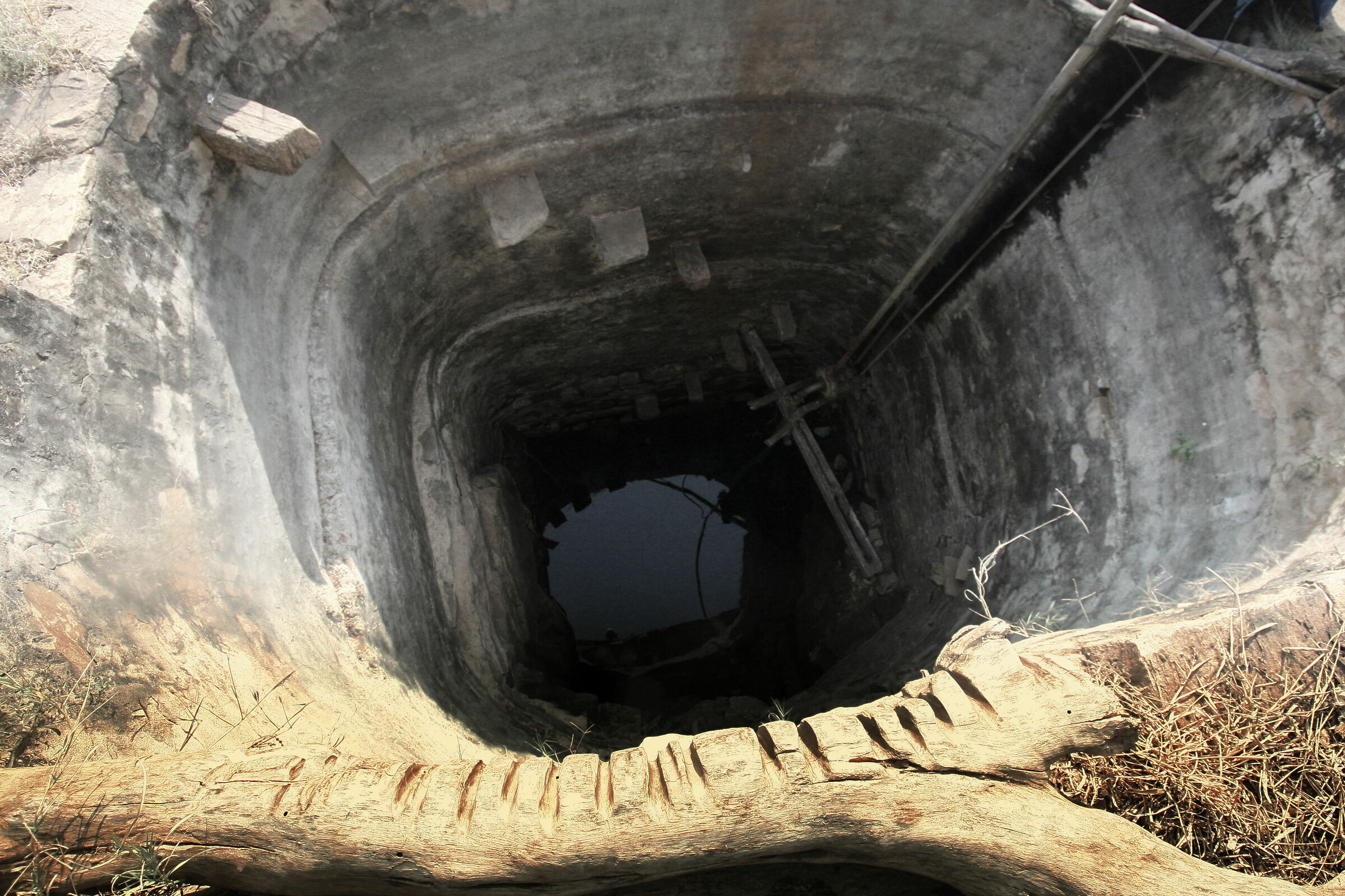 life wood of a well