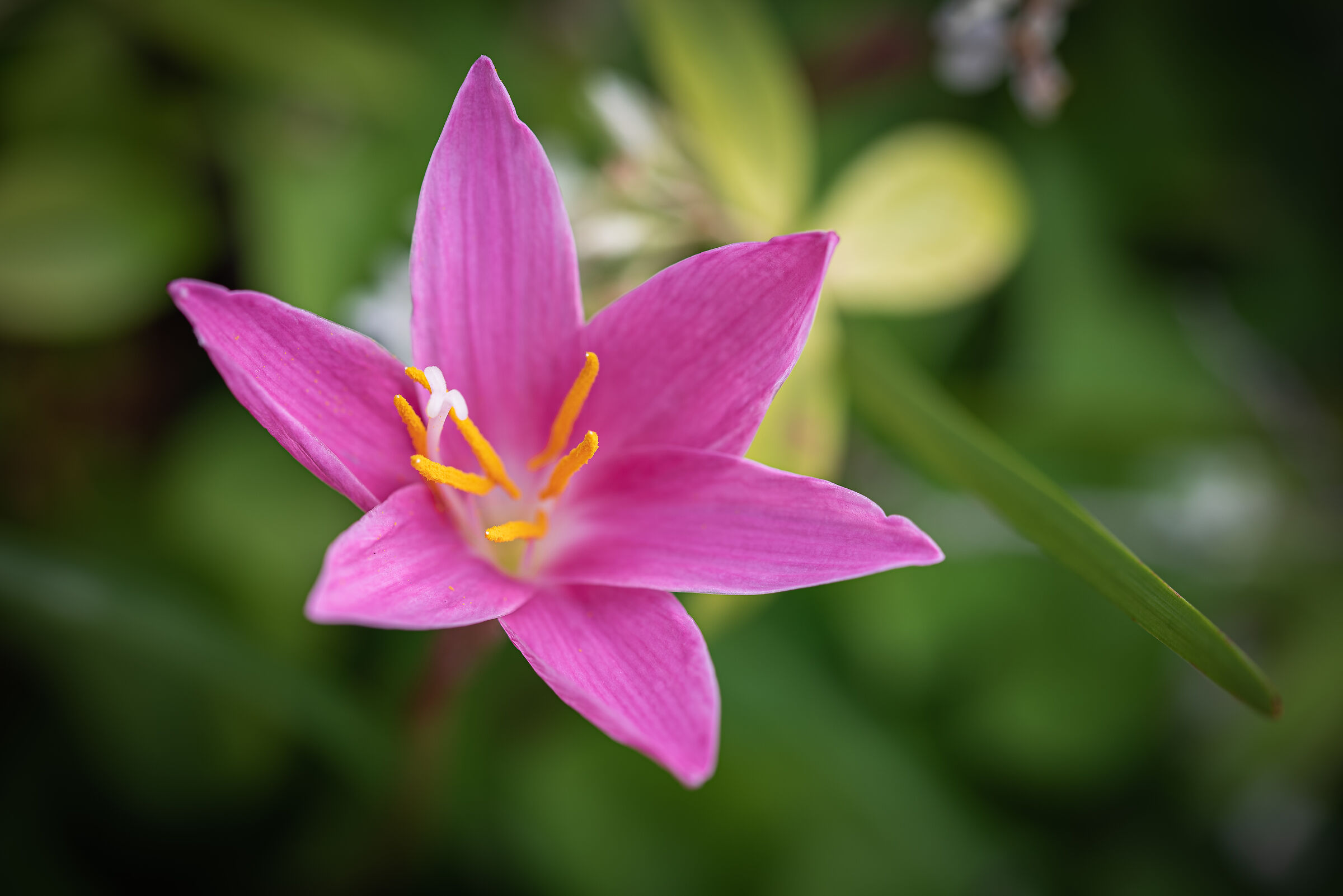 Giglio della pioggia