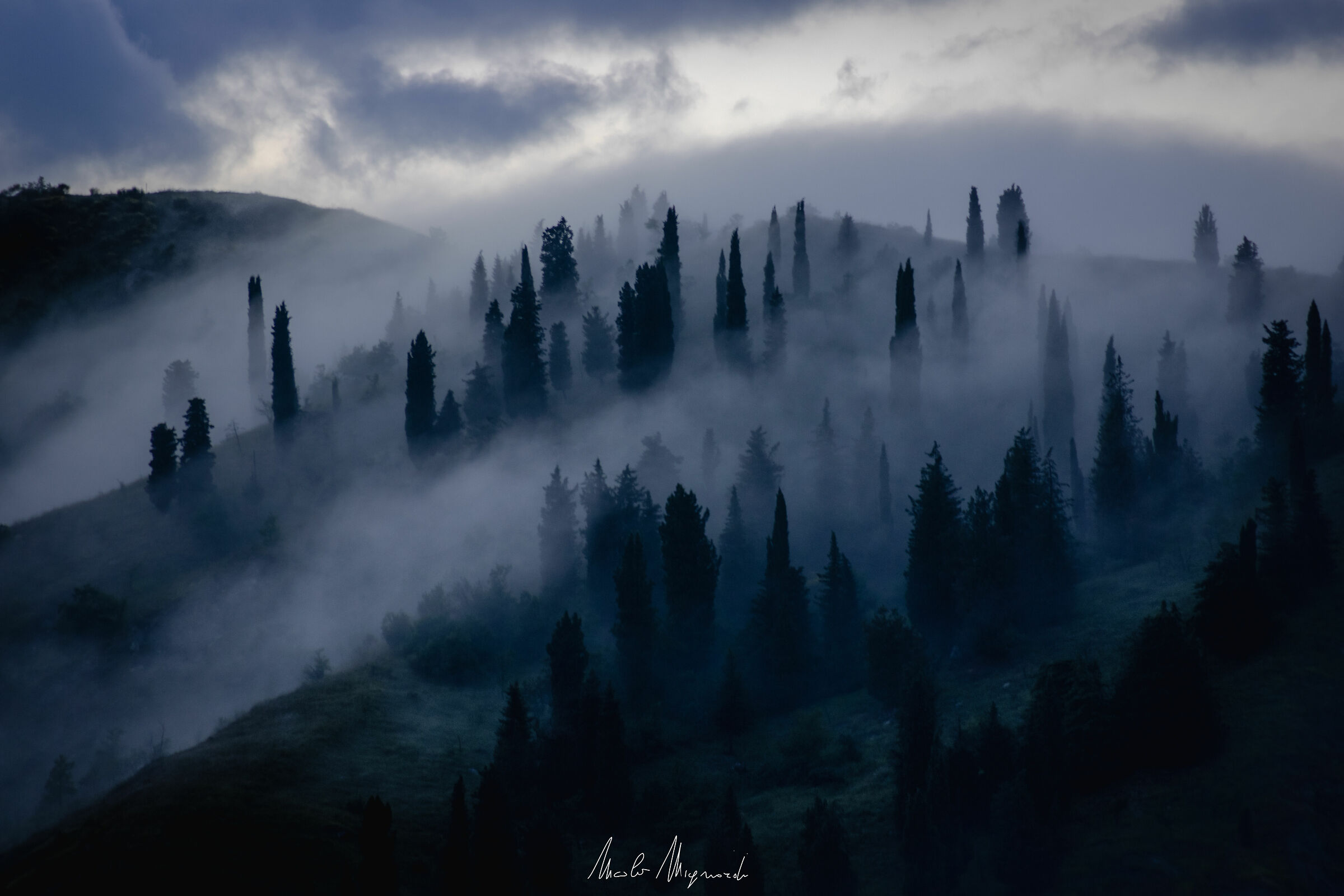 Empire's forest, shrouded in mist